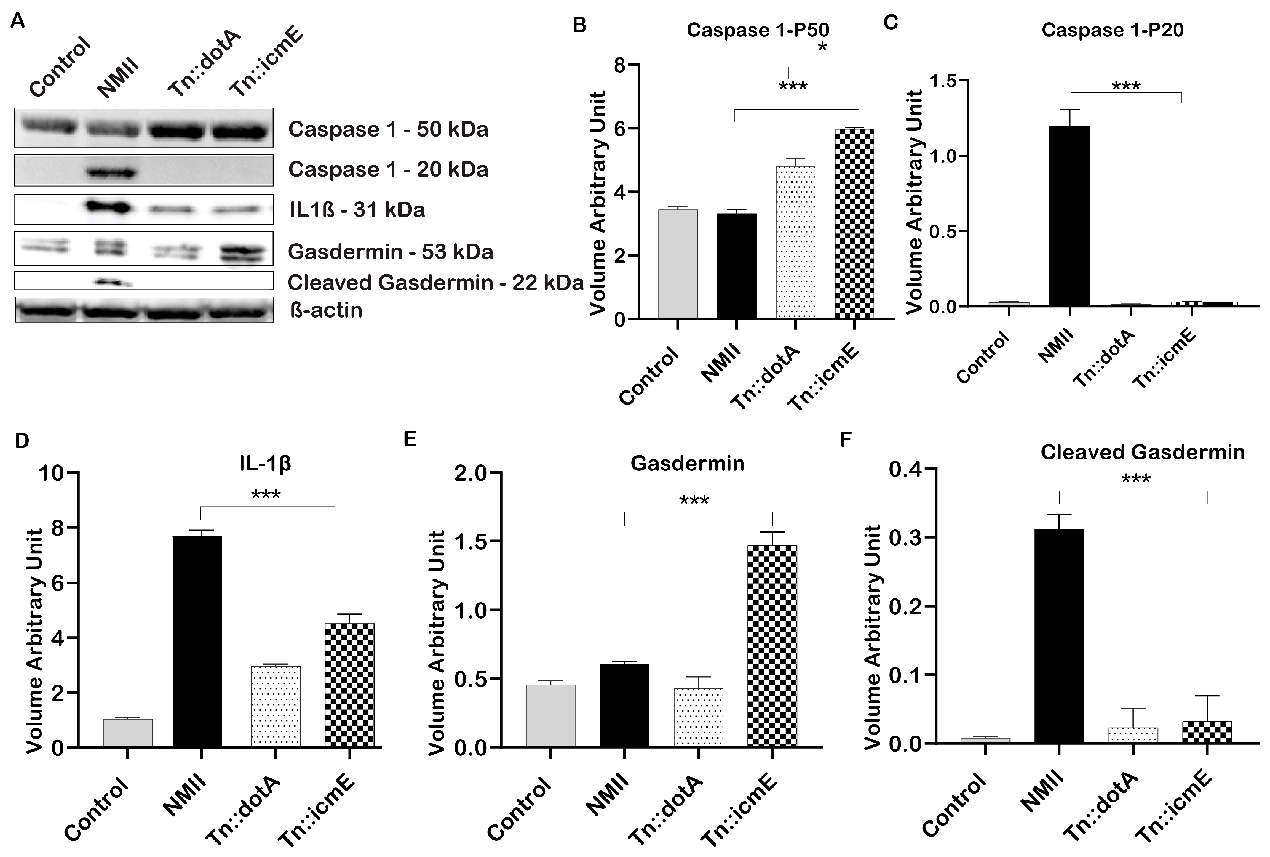Pathogens 13 00405 g005