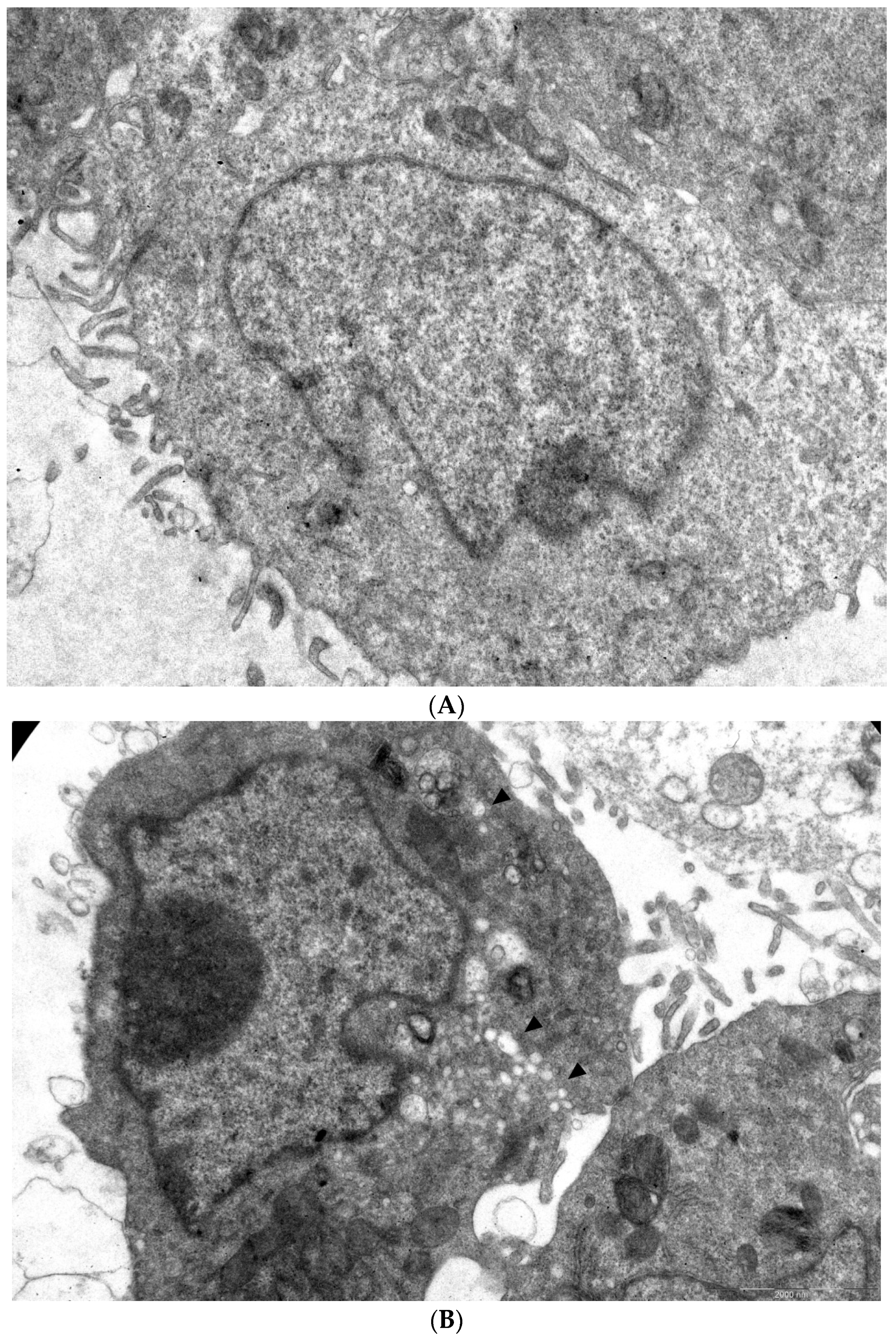 Pathogens 13 00410 g005a