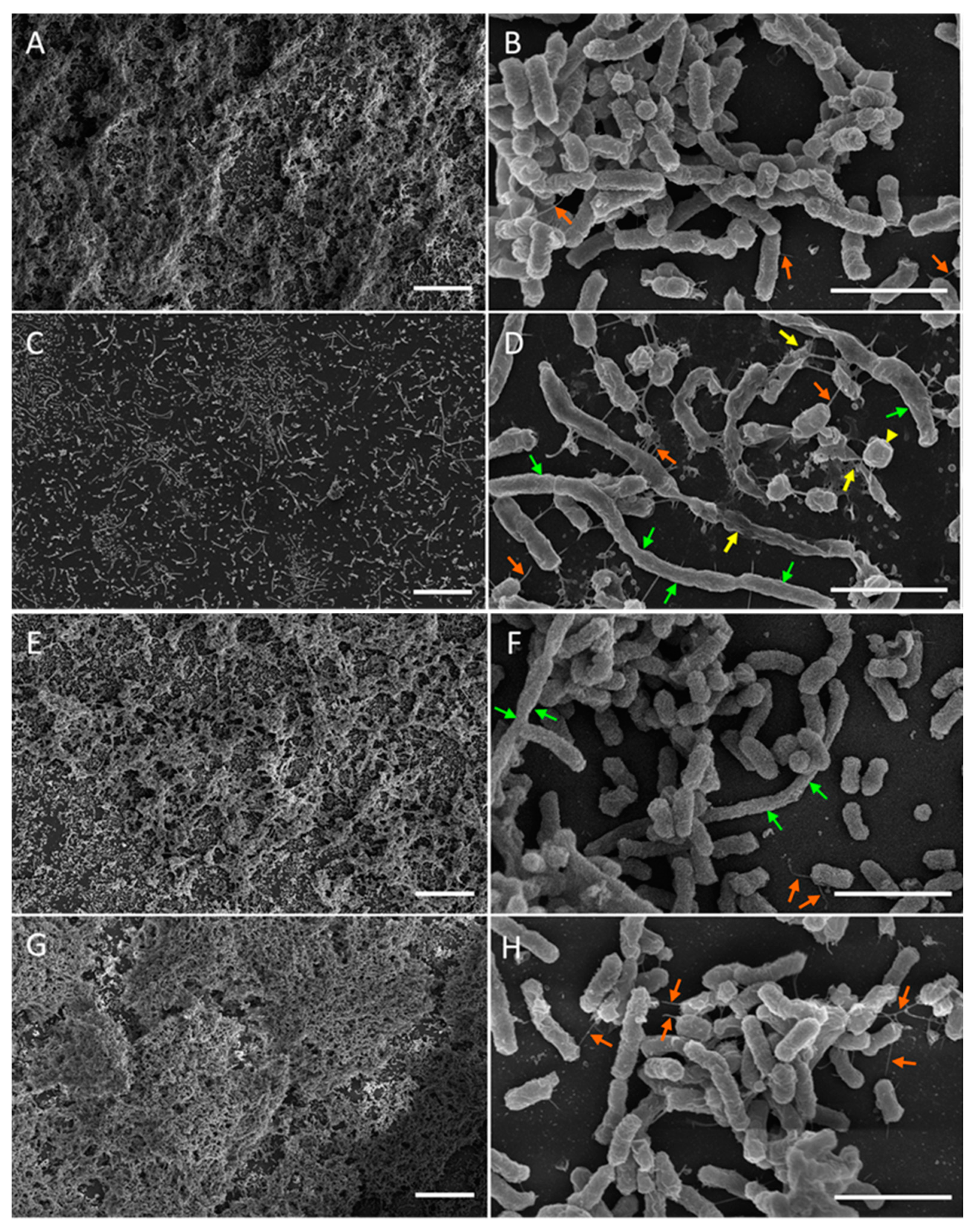 Pathogens 13 00418 g004