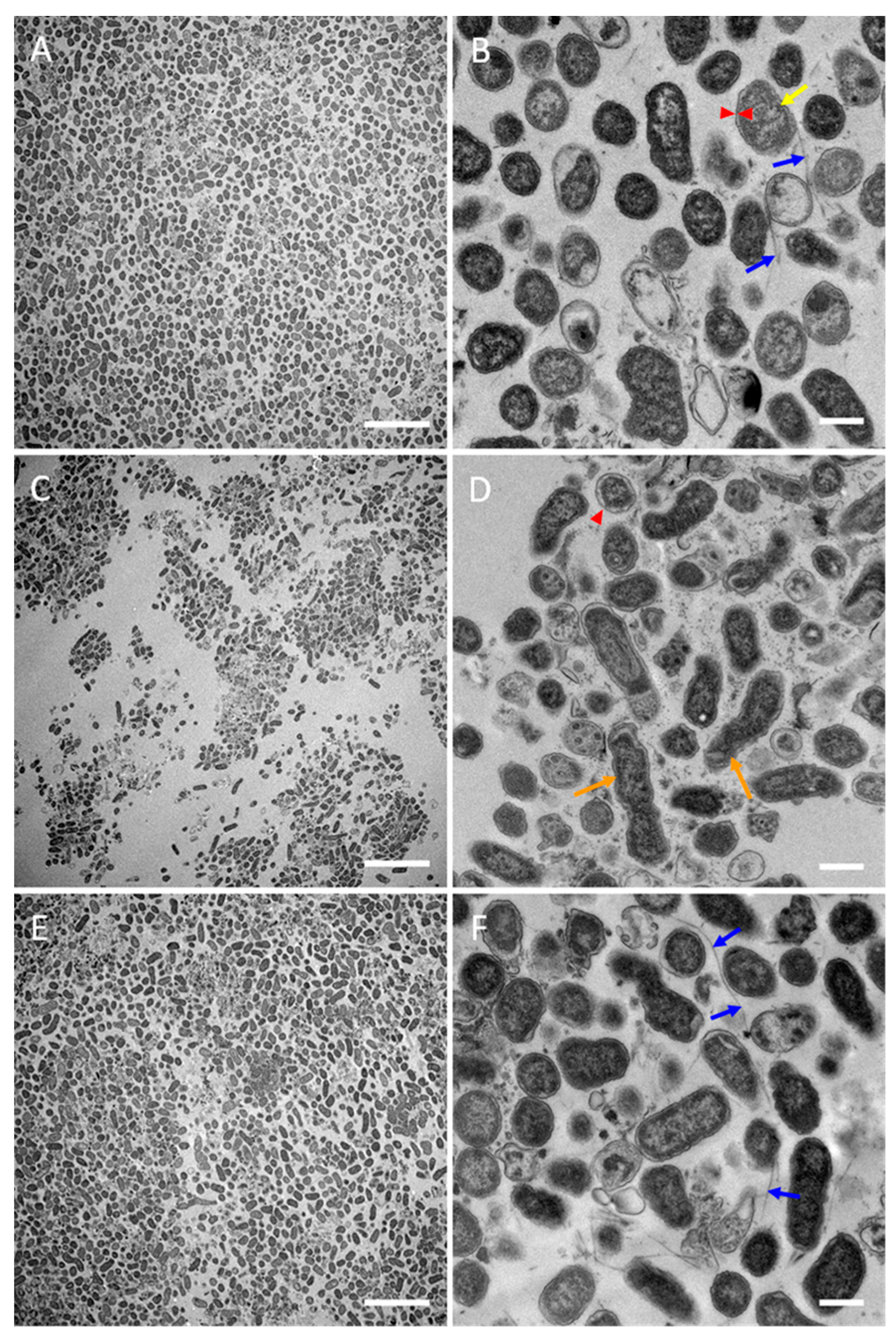 Pathogens 13 00418 g005