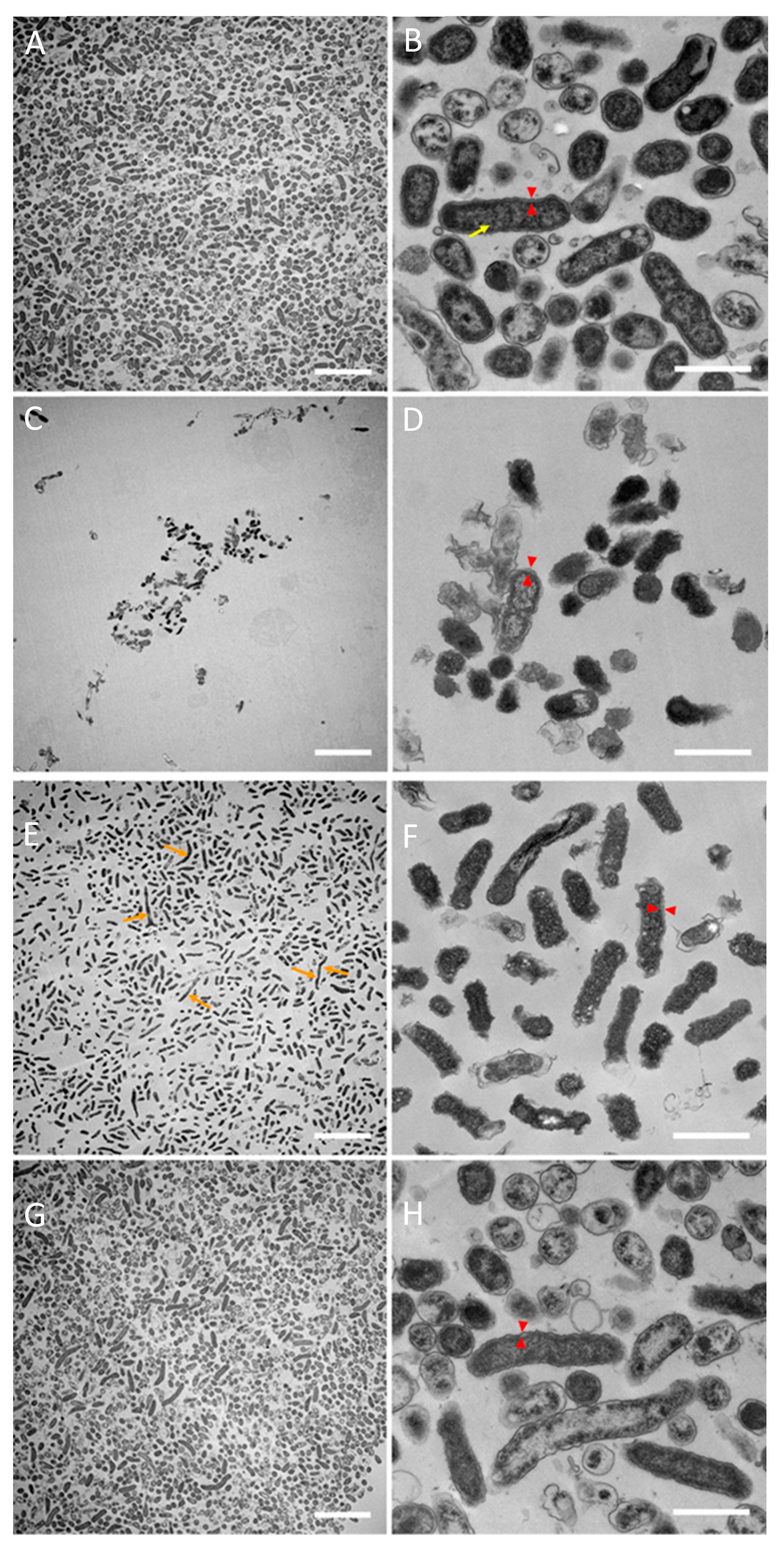 Pathogens 13 00418 g006