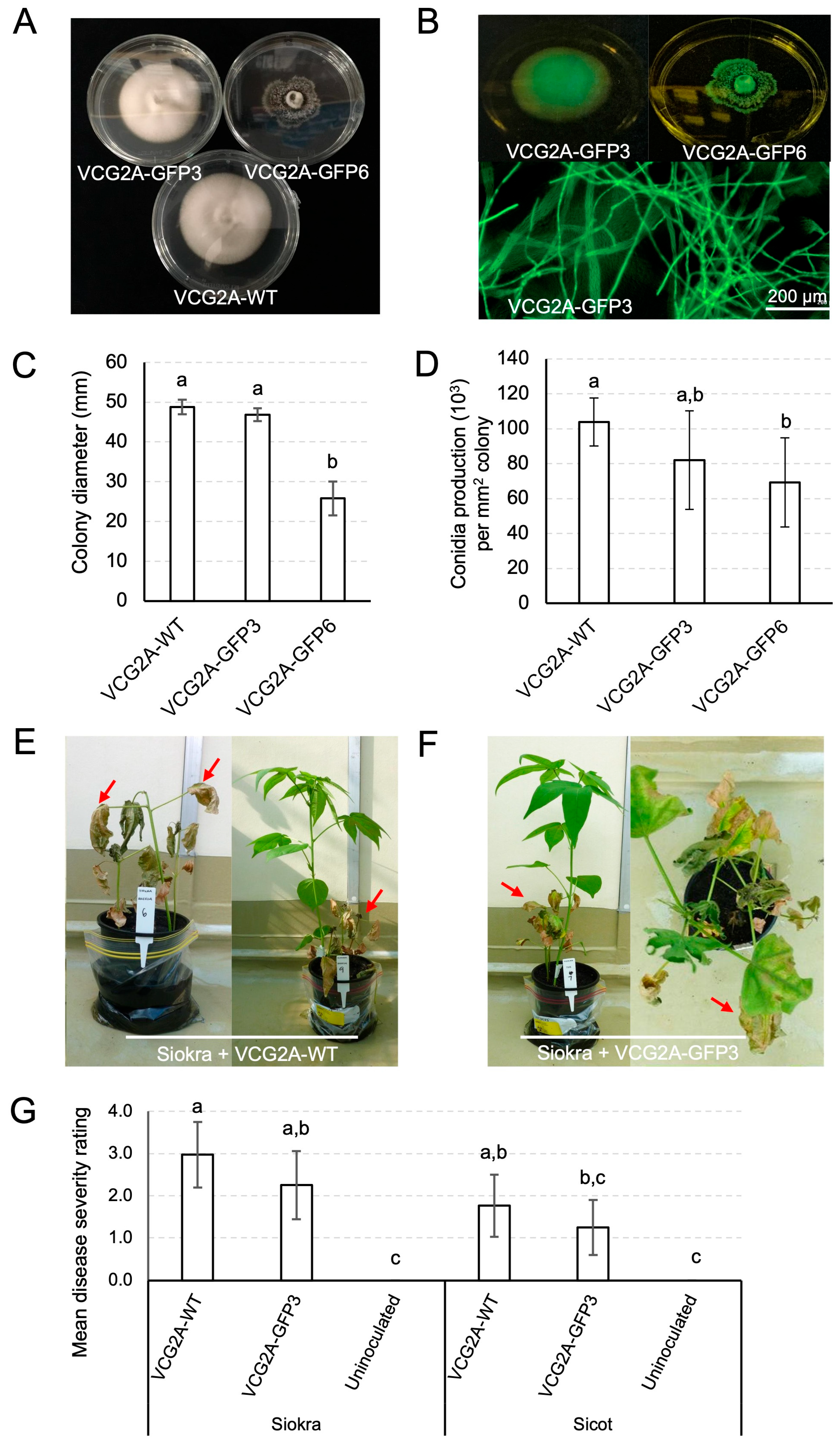 Pathogens 13 00442 g002