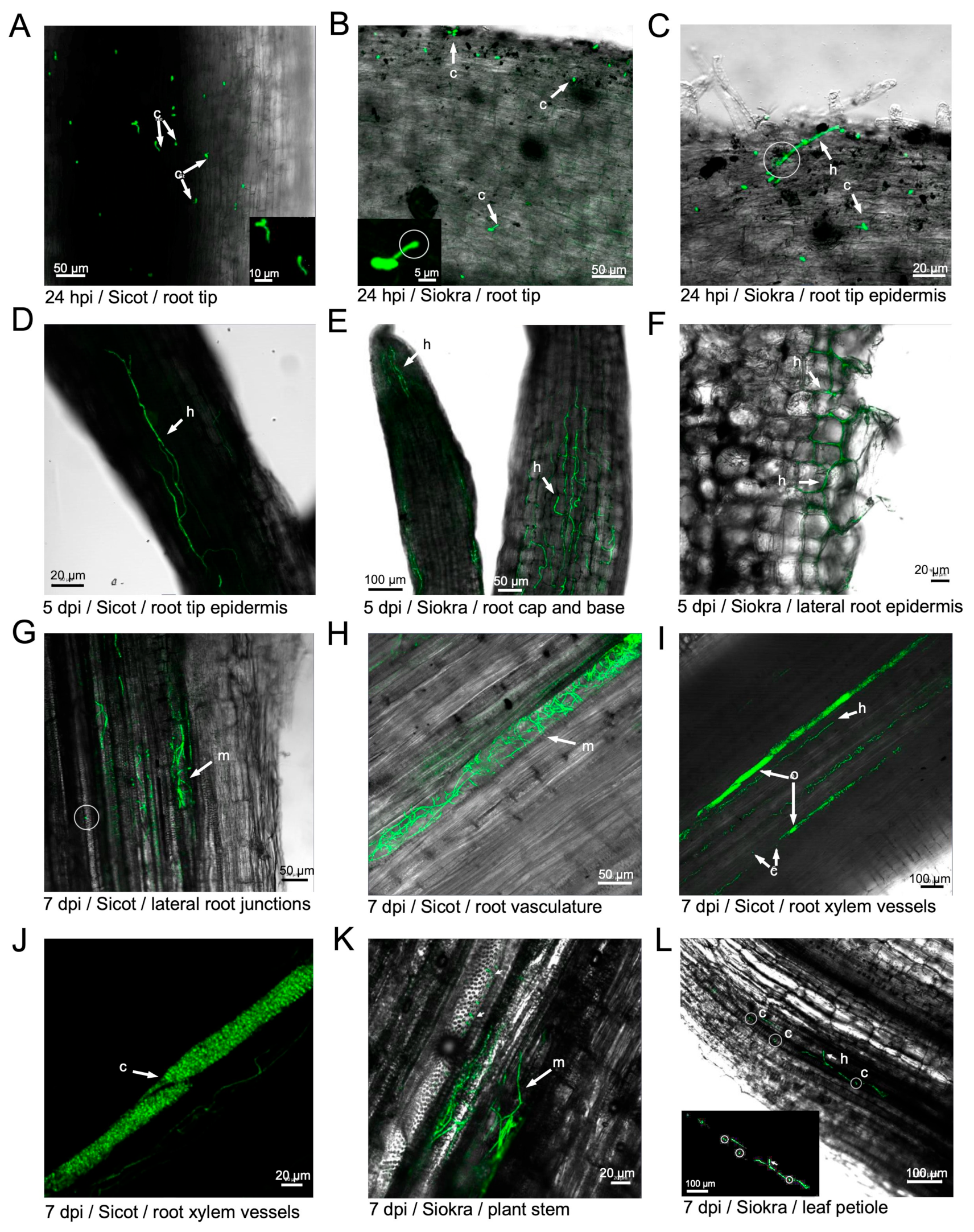 Pathogens 13 00442 g003