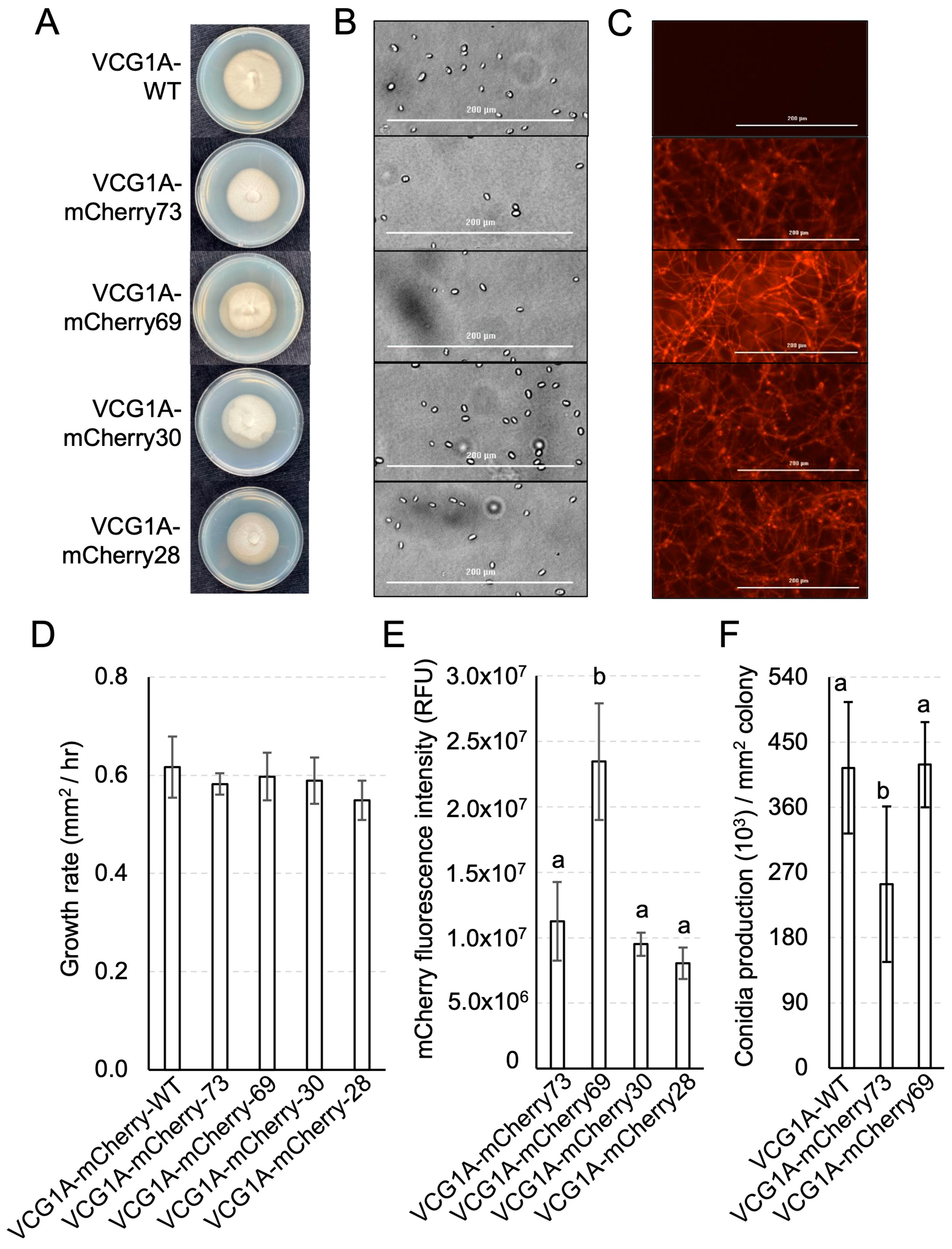 Pathogens 13 00442 g004