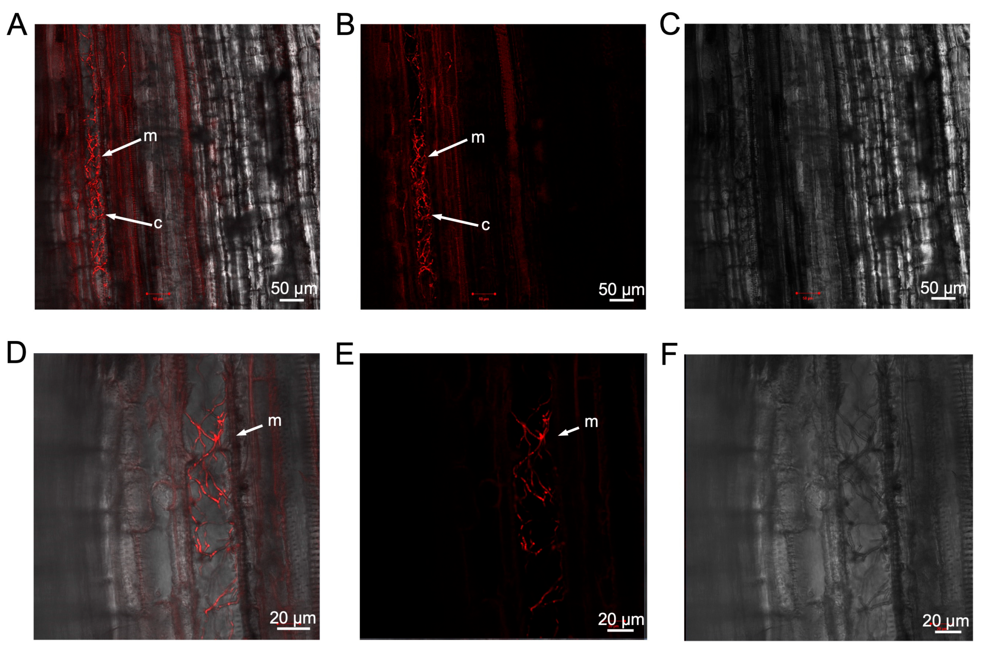 Pathogens 13 00442 g006