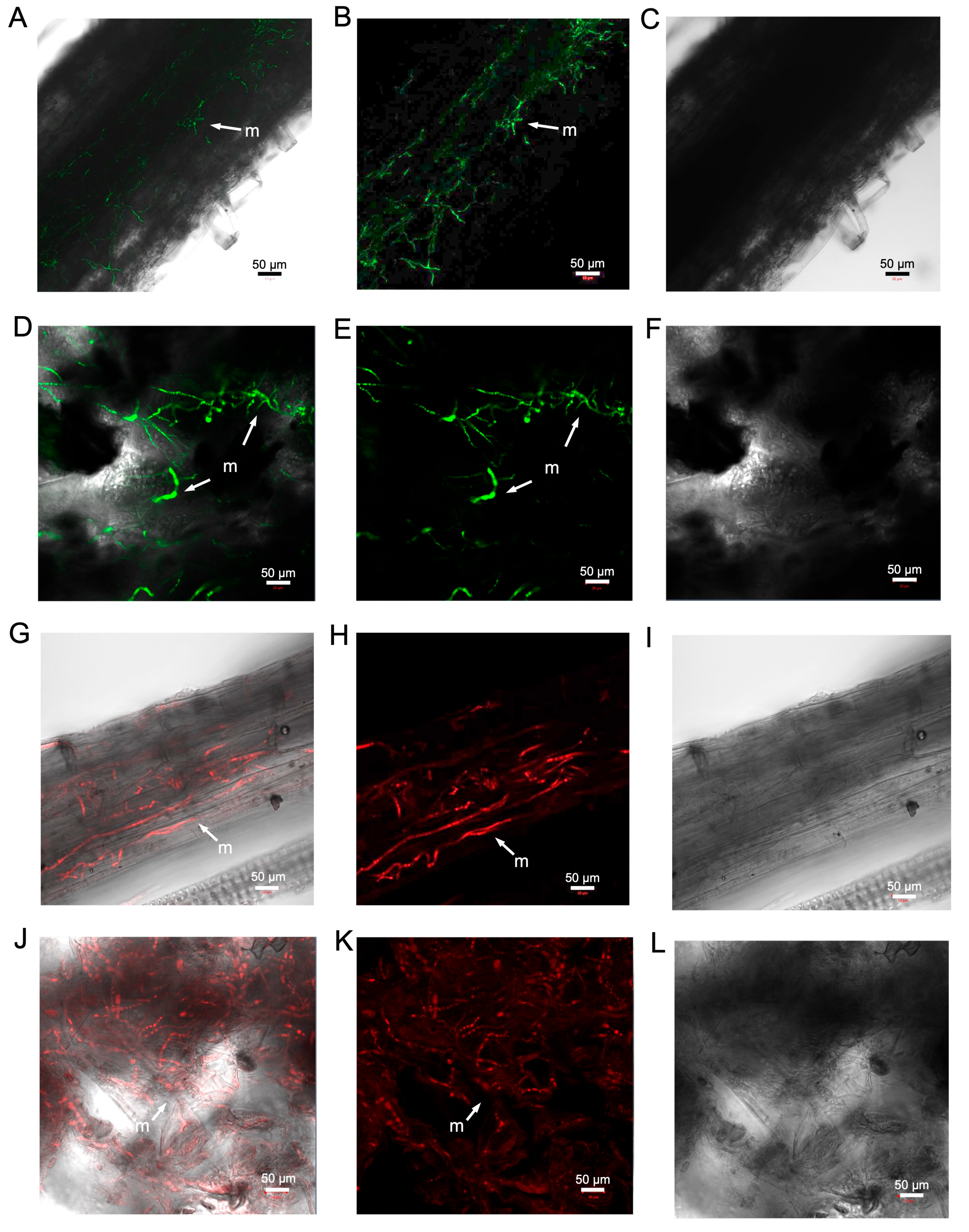 Pathogens 13 00442 g008