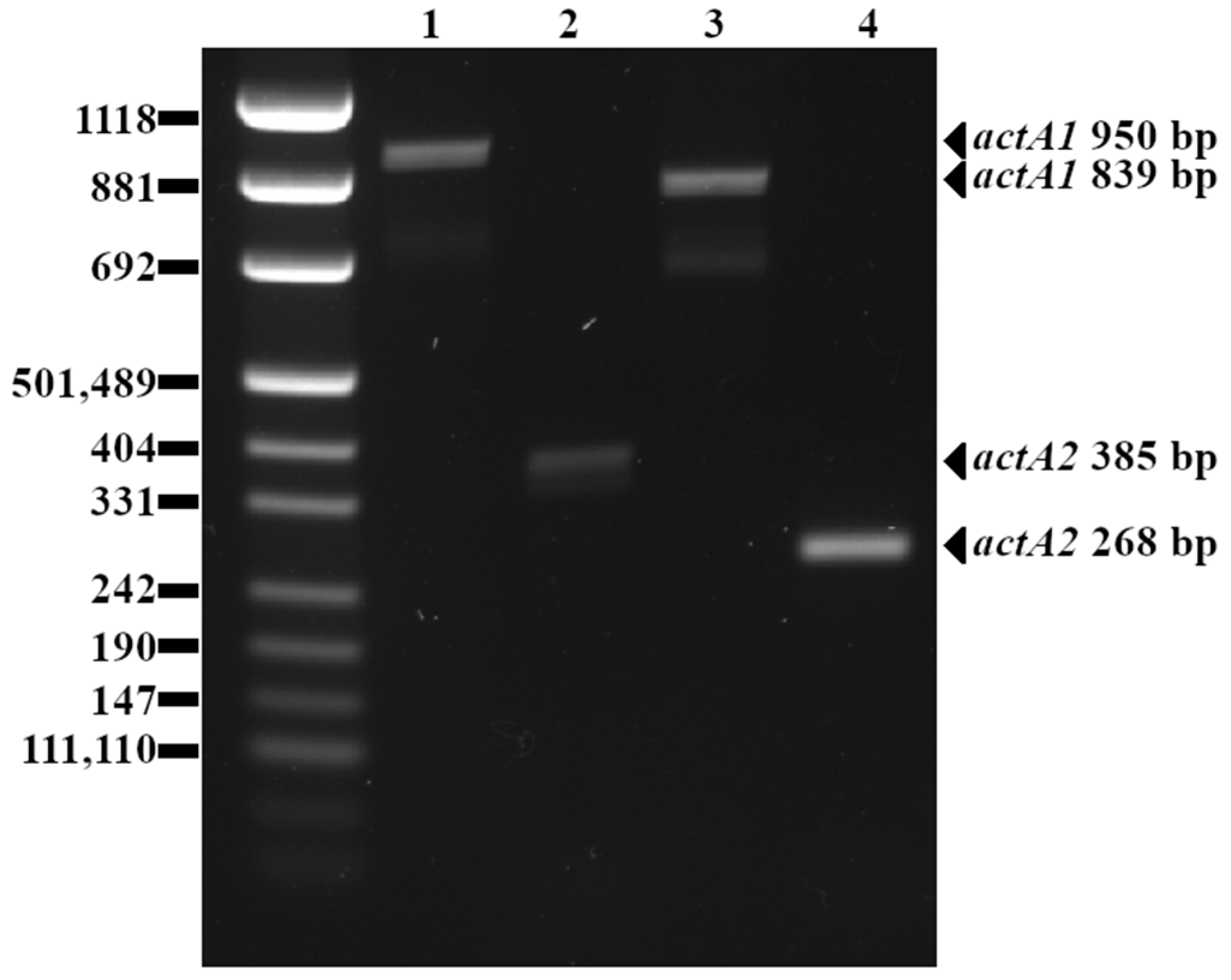 Pathogens 13 00444 g001 Pathogens 13 00444 g001