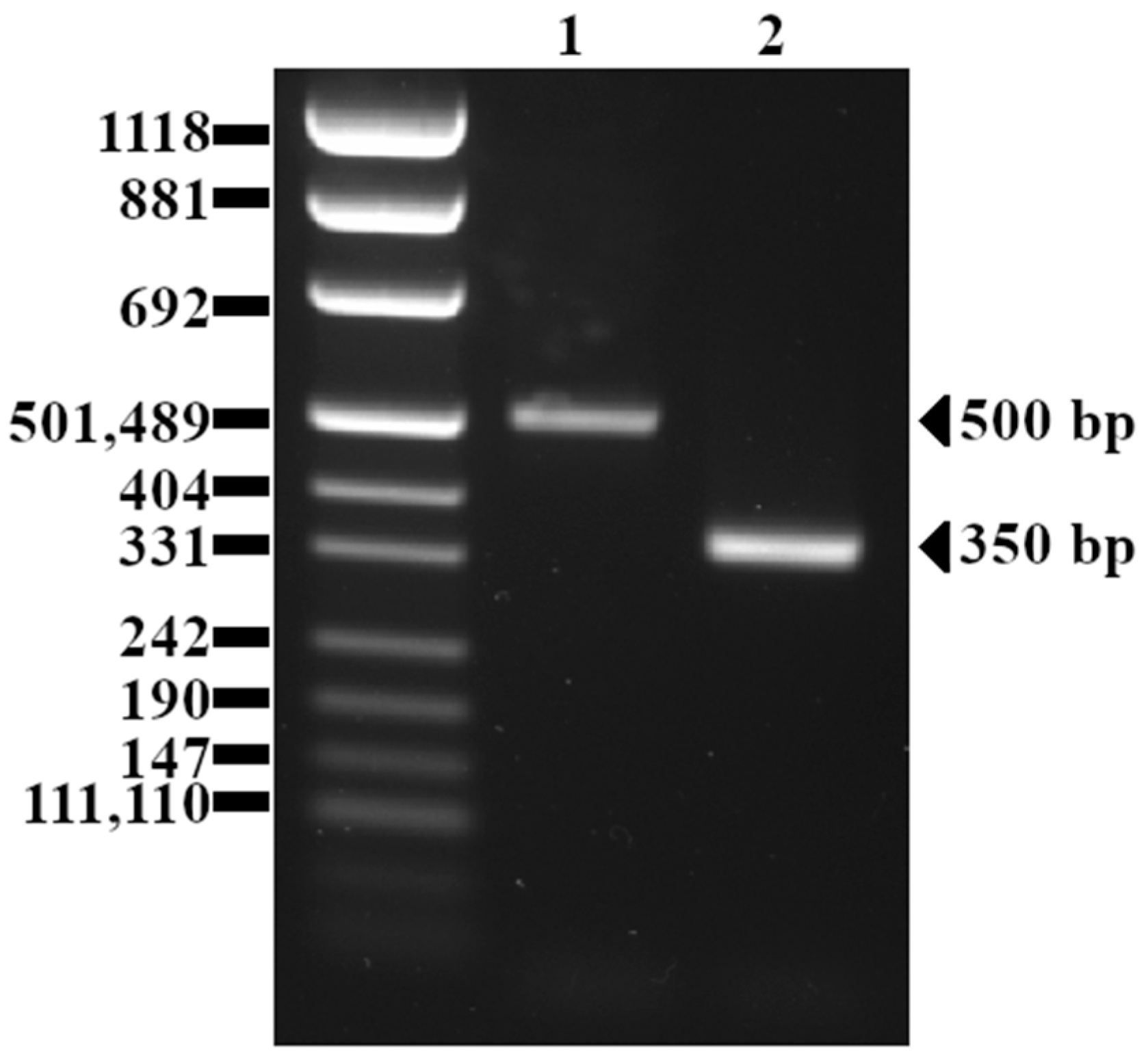 Pathogens 13 00444 g002 Pathogens 13 00444 g002