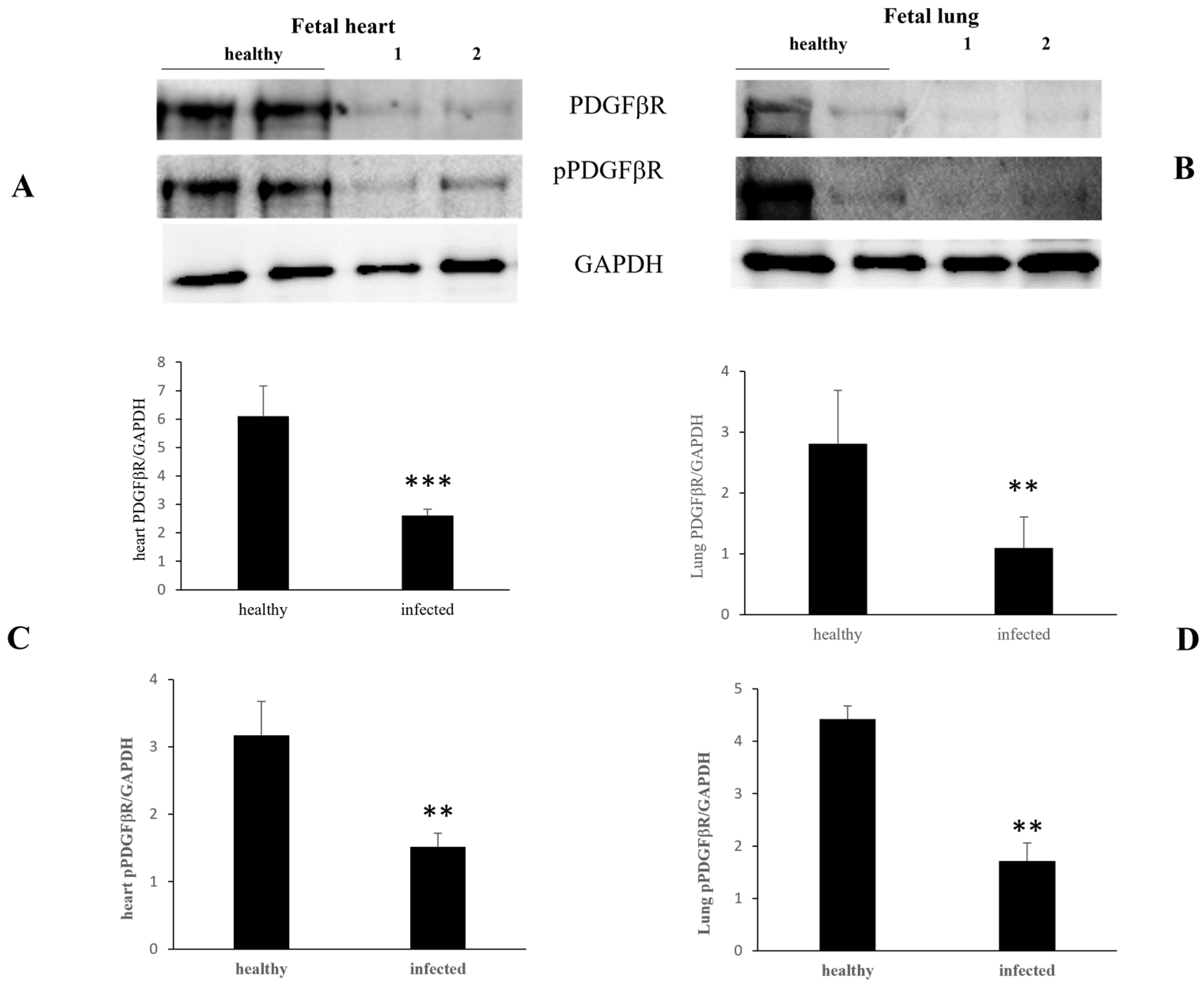 Pathogens 13 00453 g004 Pathogens 13 00453 g004