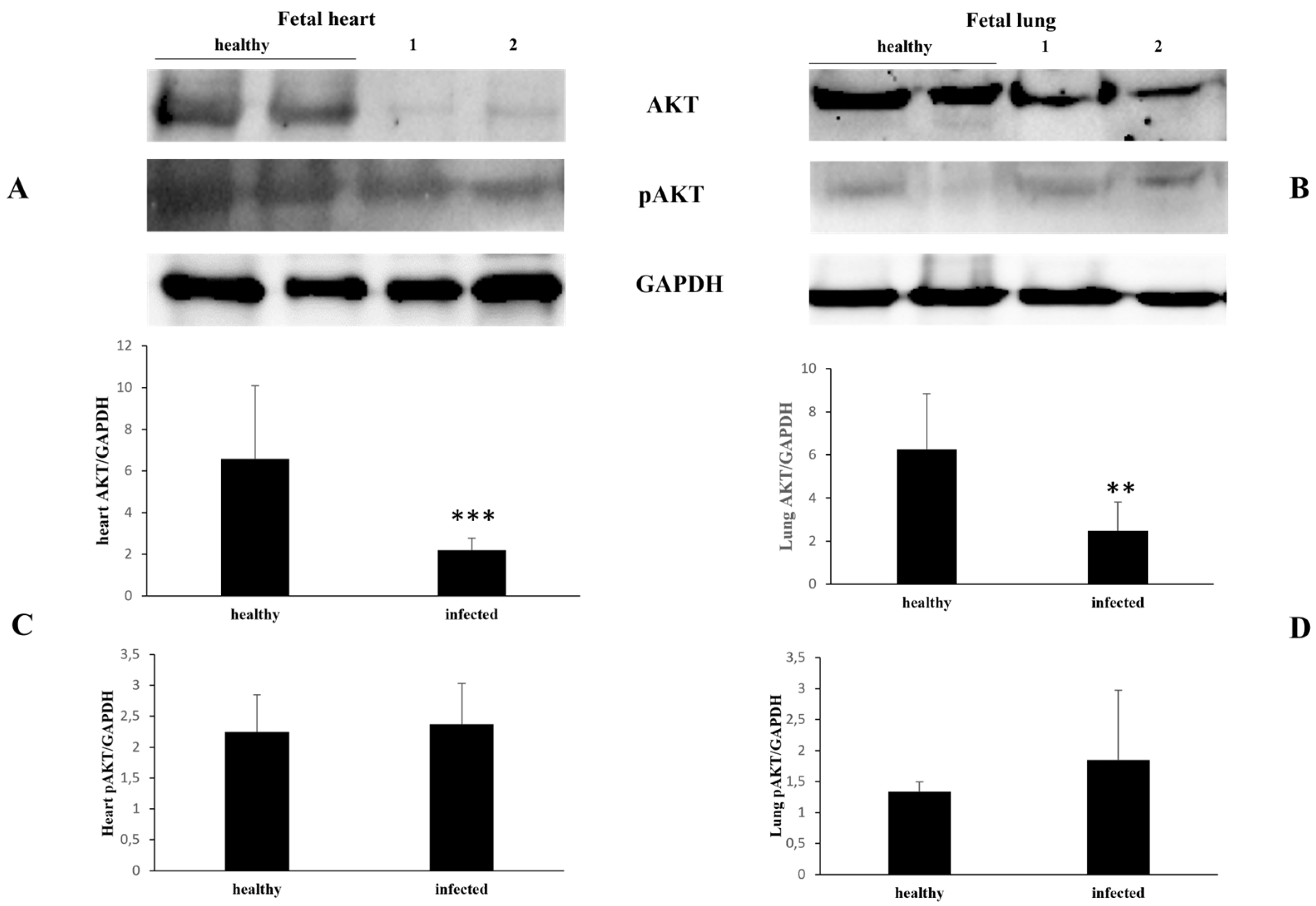 Pathogens 13 00453 g007 Pathogens 13 00453 g007