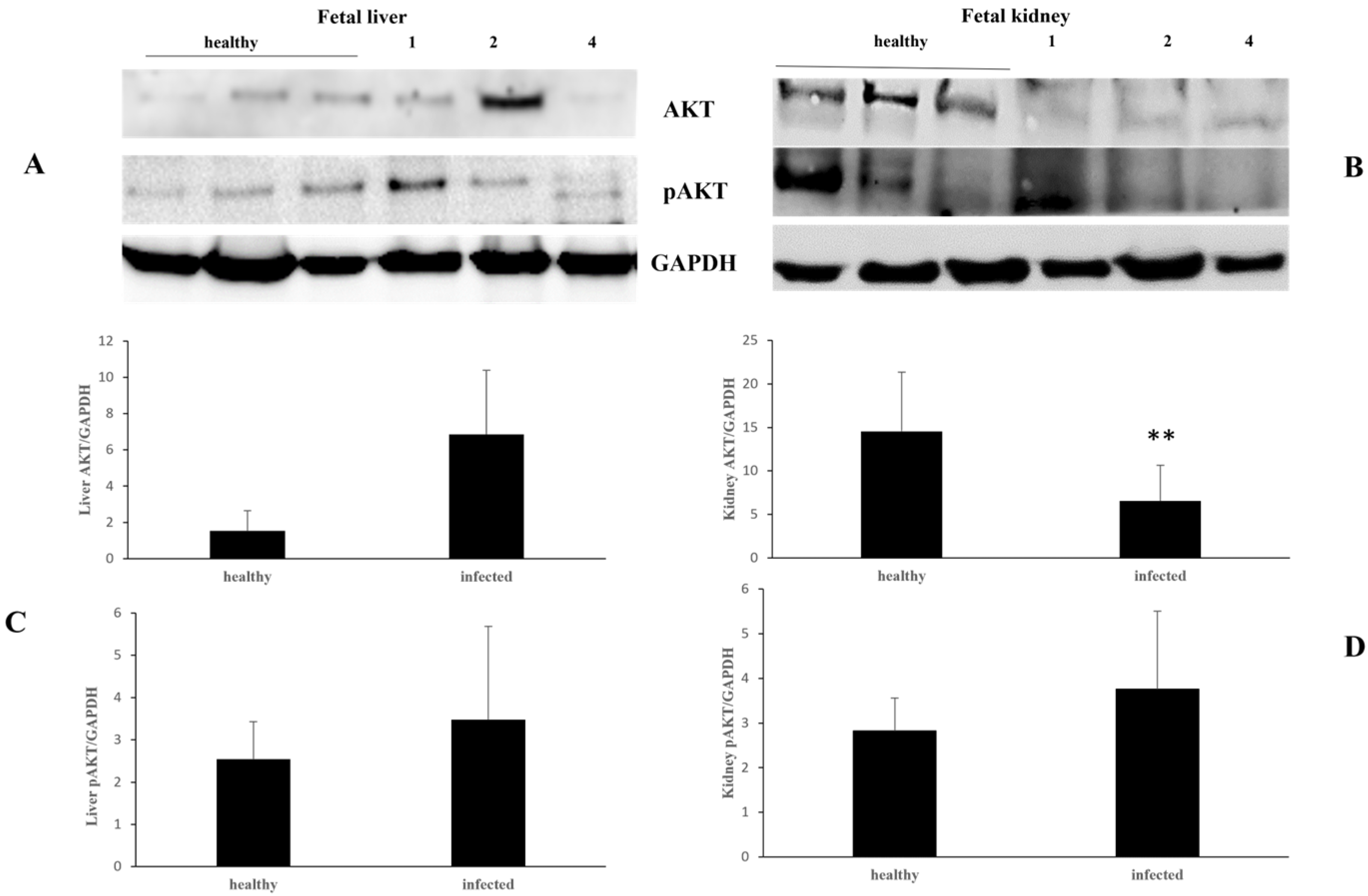 Pathogens 13 00453 g008 Pathogens 13 00453 g008