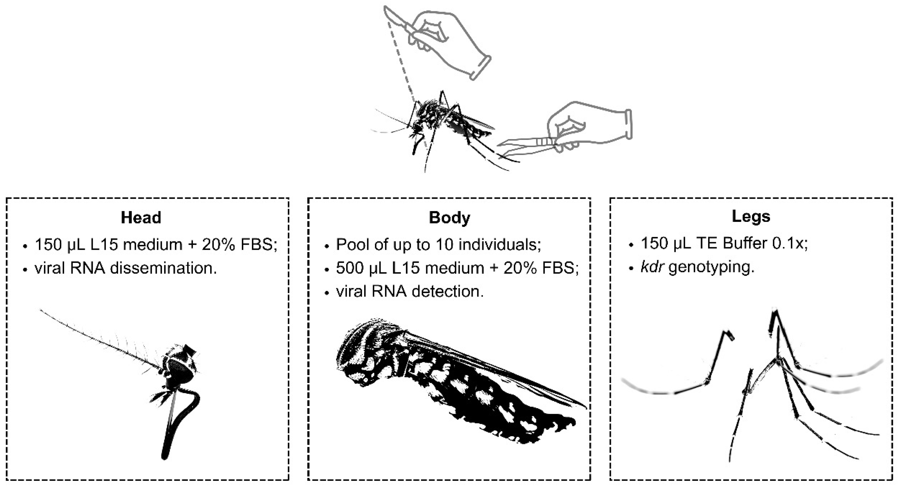 Pathogens 13 00457 g002