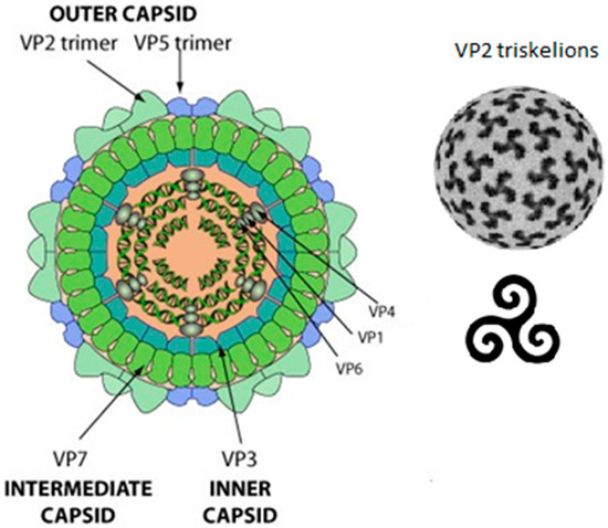 The Potential of Plant-Produced Virus-like Particle Vaccines for 