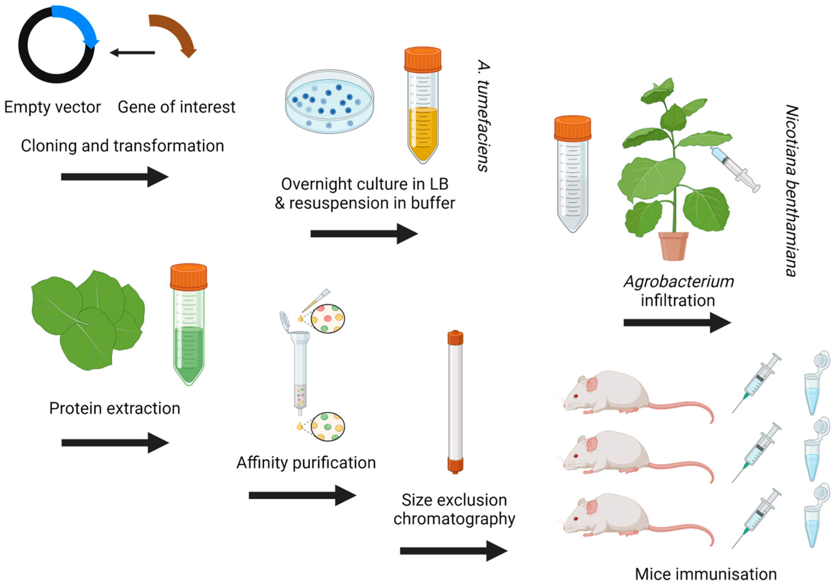 Pathogens 13 00458 g003