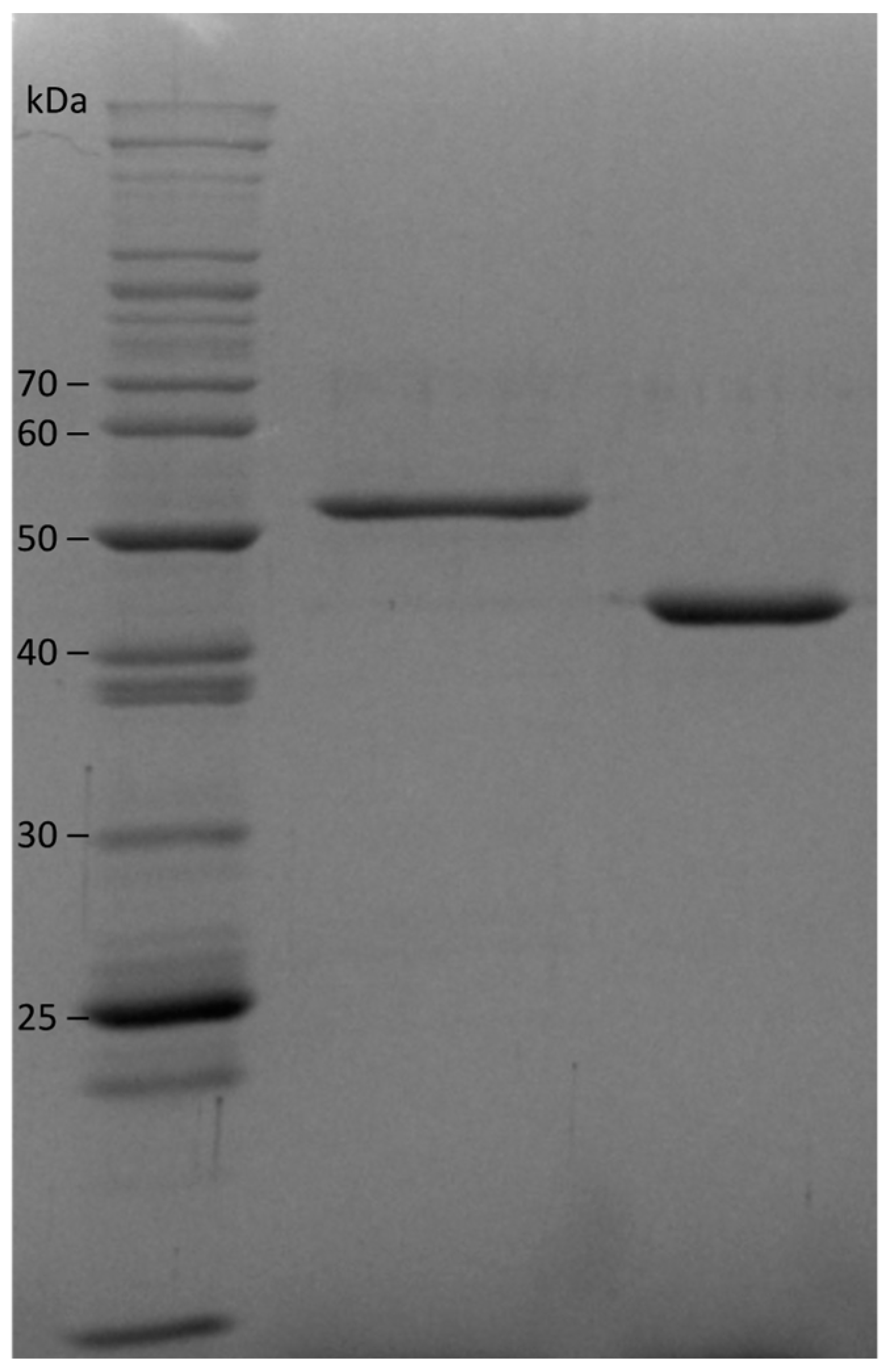 Pathogens 13 00480 g003
