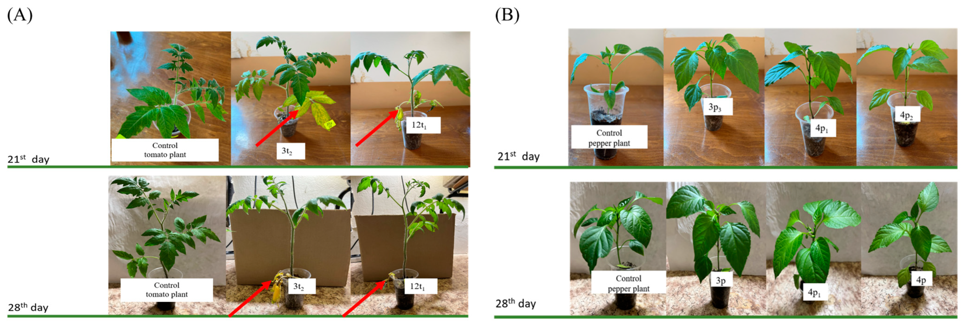 Pathogens 13 00483 g006 Pathogens 13 00483 g006