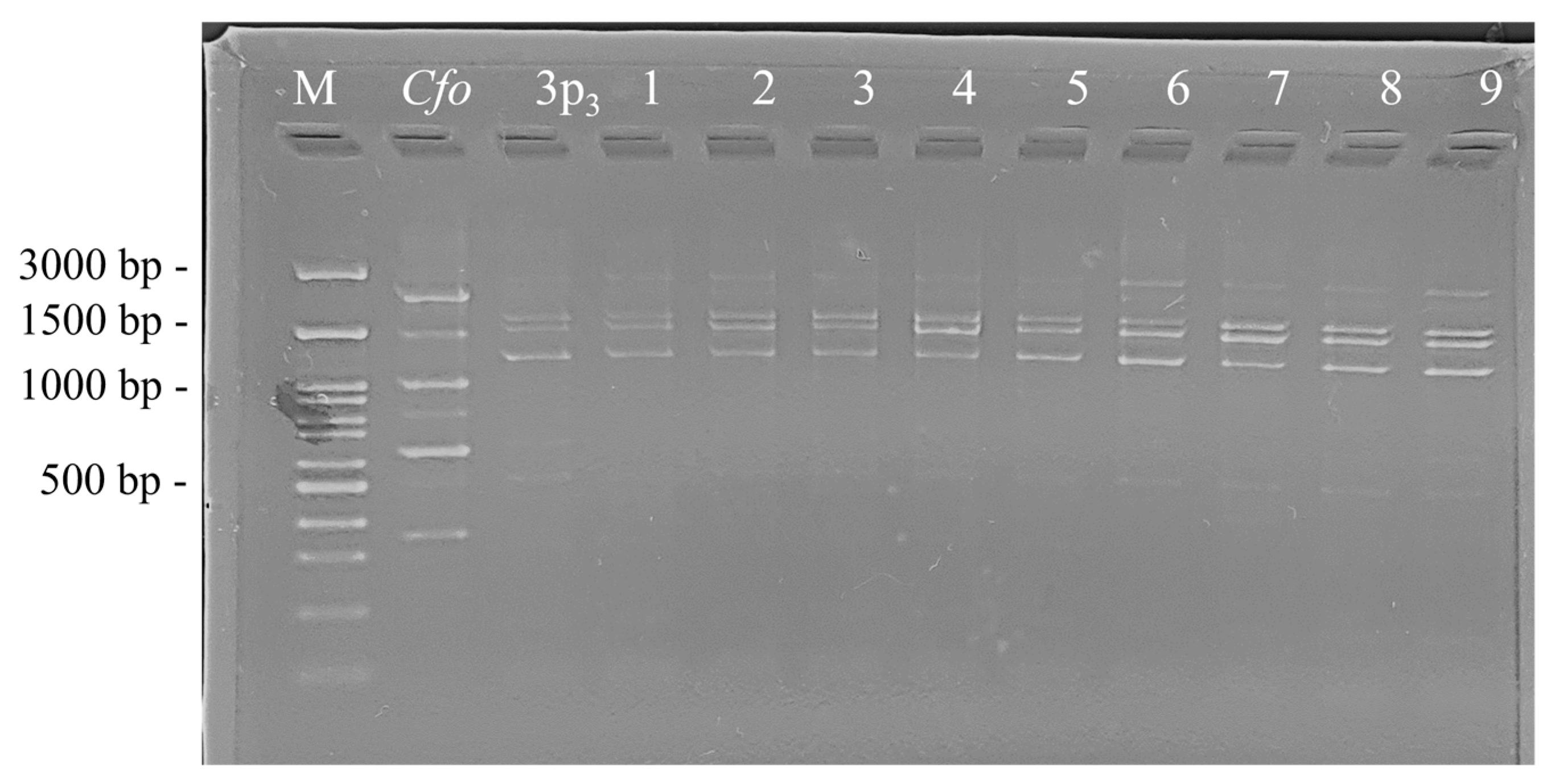 Pathogens 13 00483 g007 Pathogens 13 00483 g007