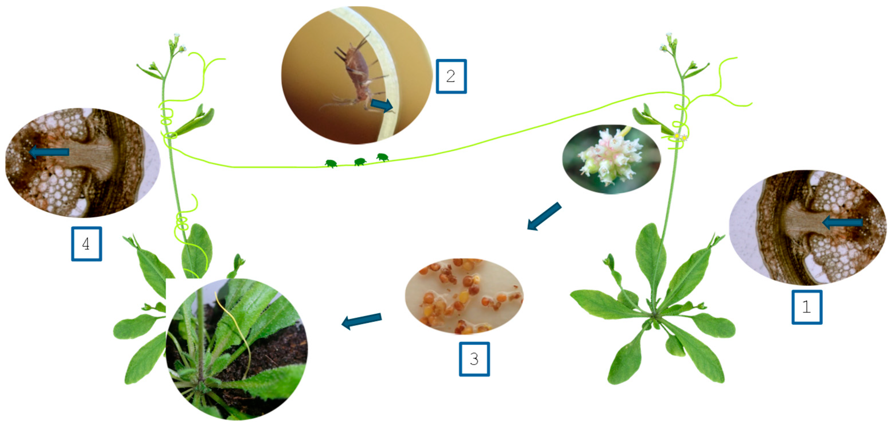 Pathogens 13 00484 g001
