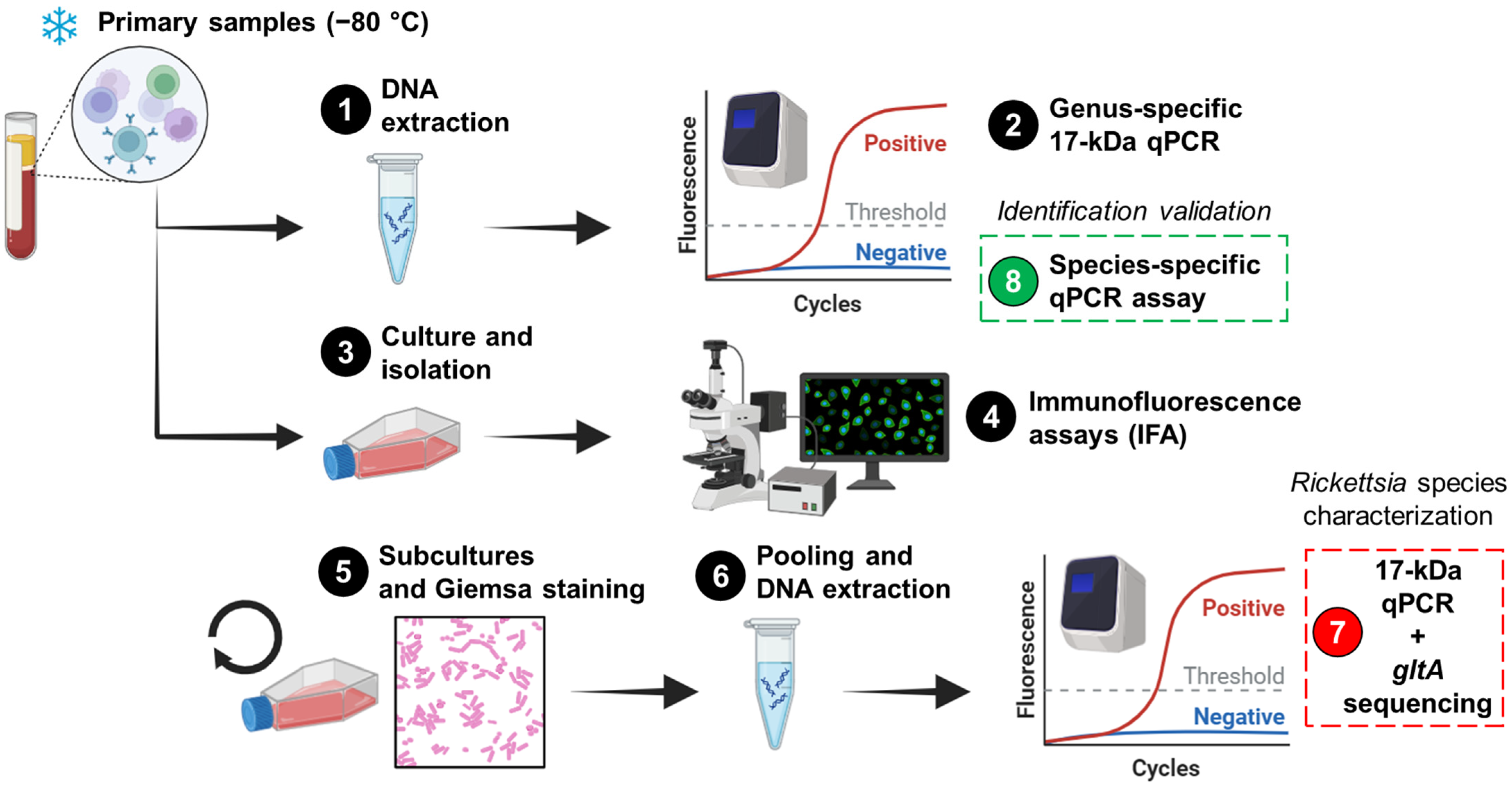 Pathogens 13 00489 g001