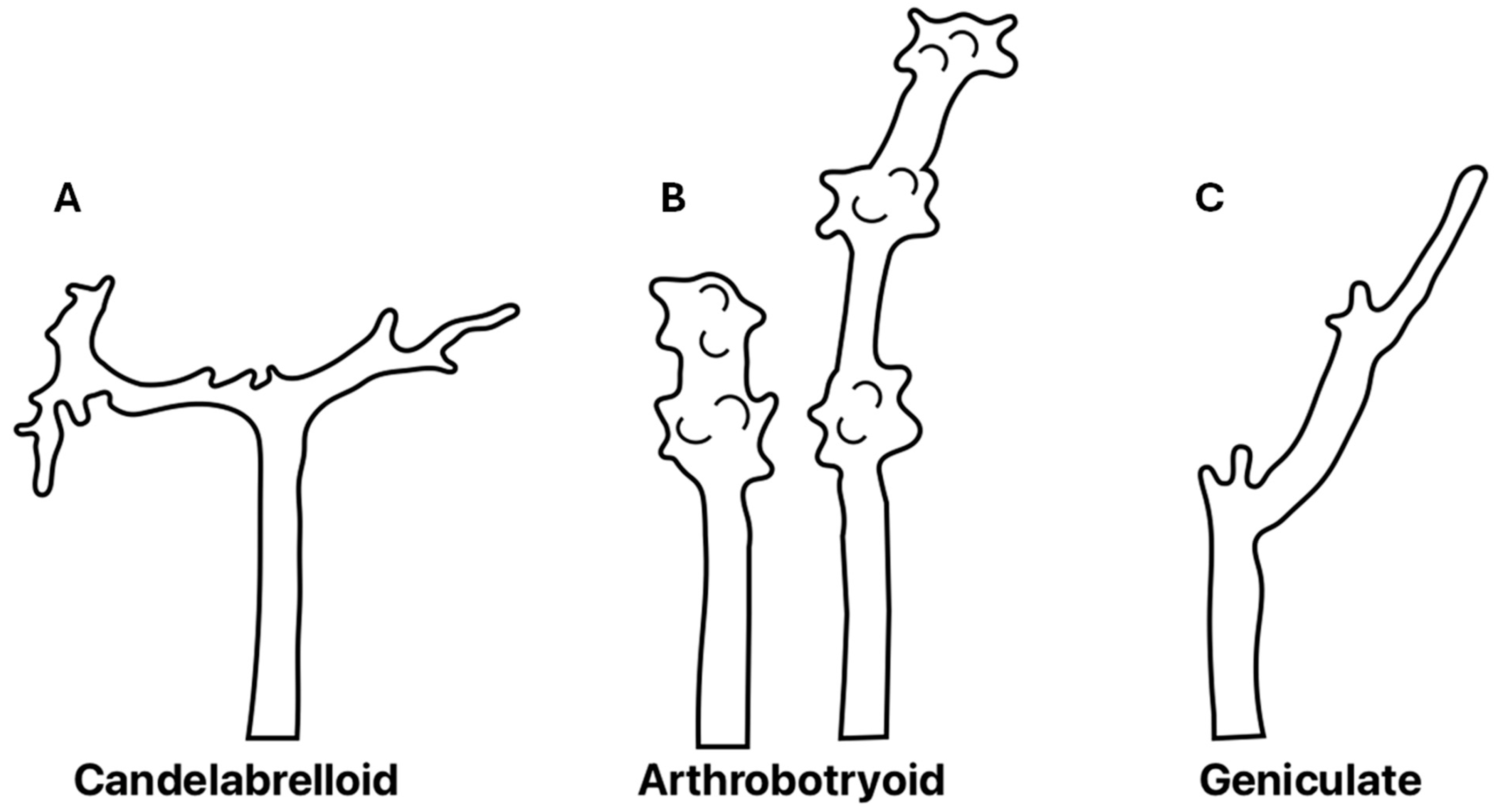 Pathogens 13 00498 g004