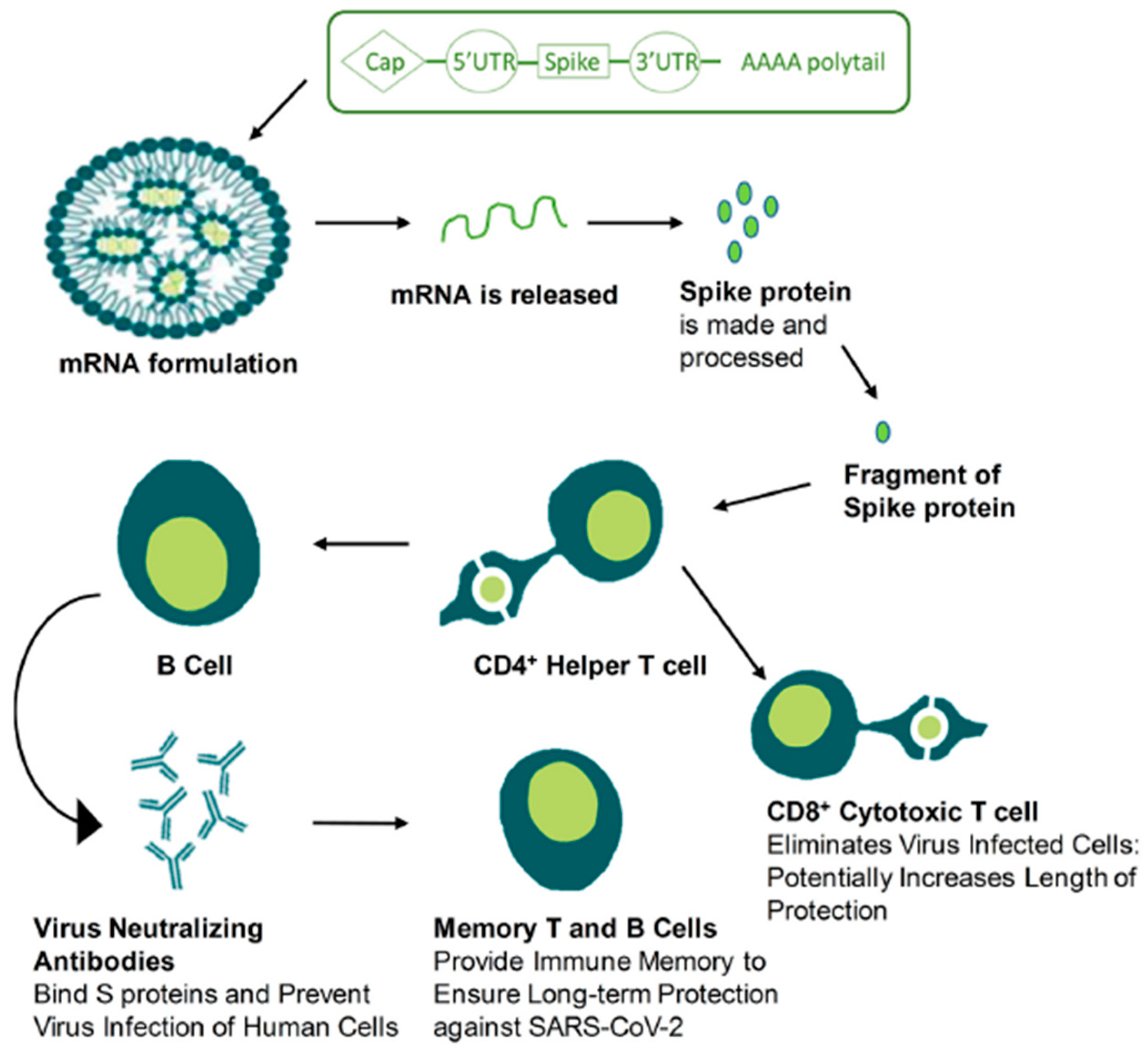 Pathogens 13 00500 g004