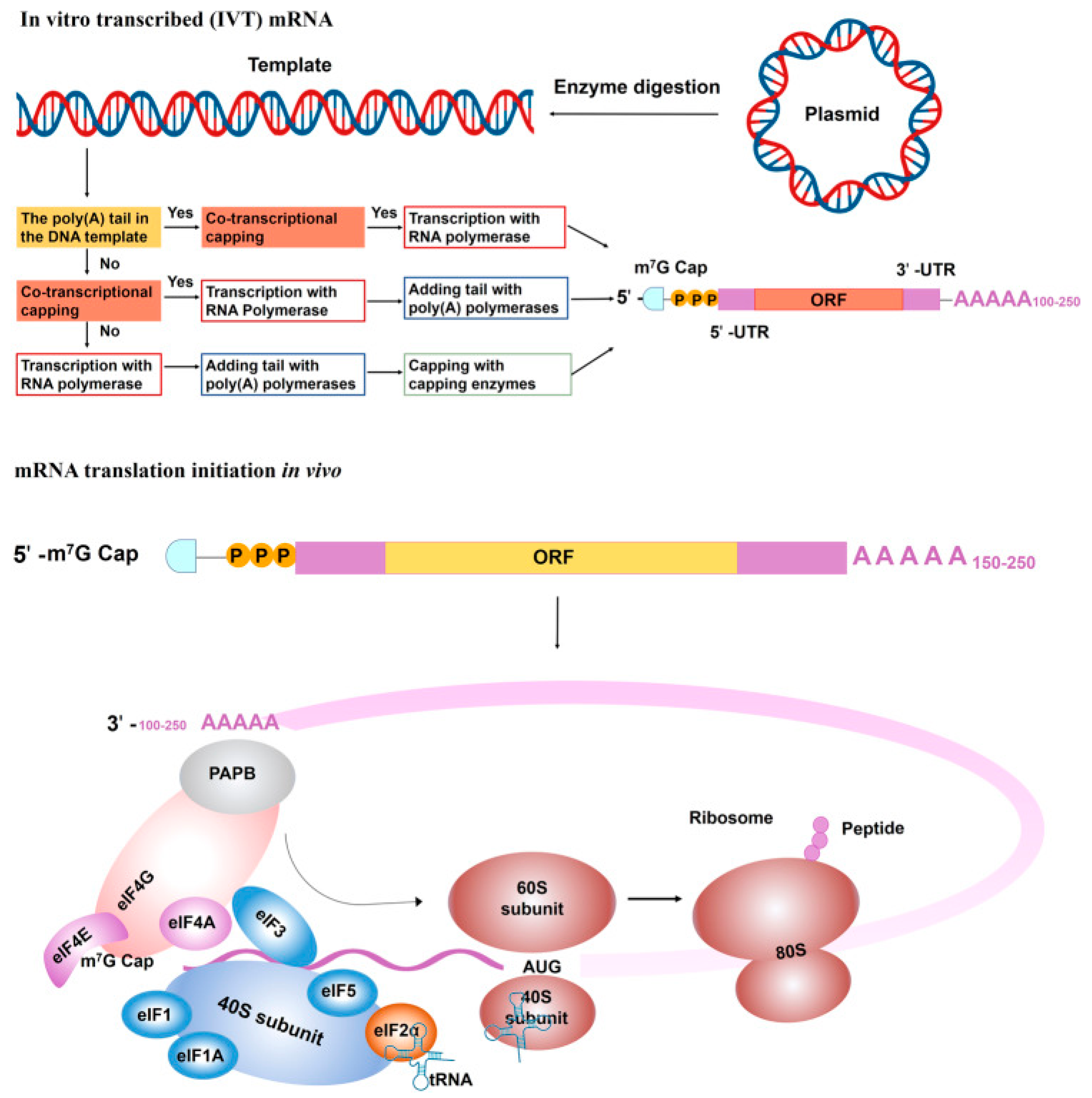 Pathogens 13 00500 g006
