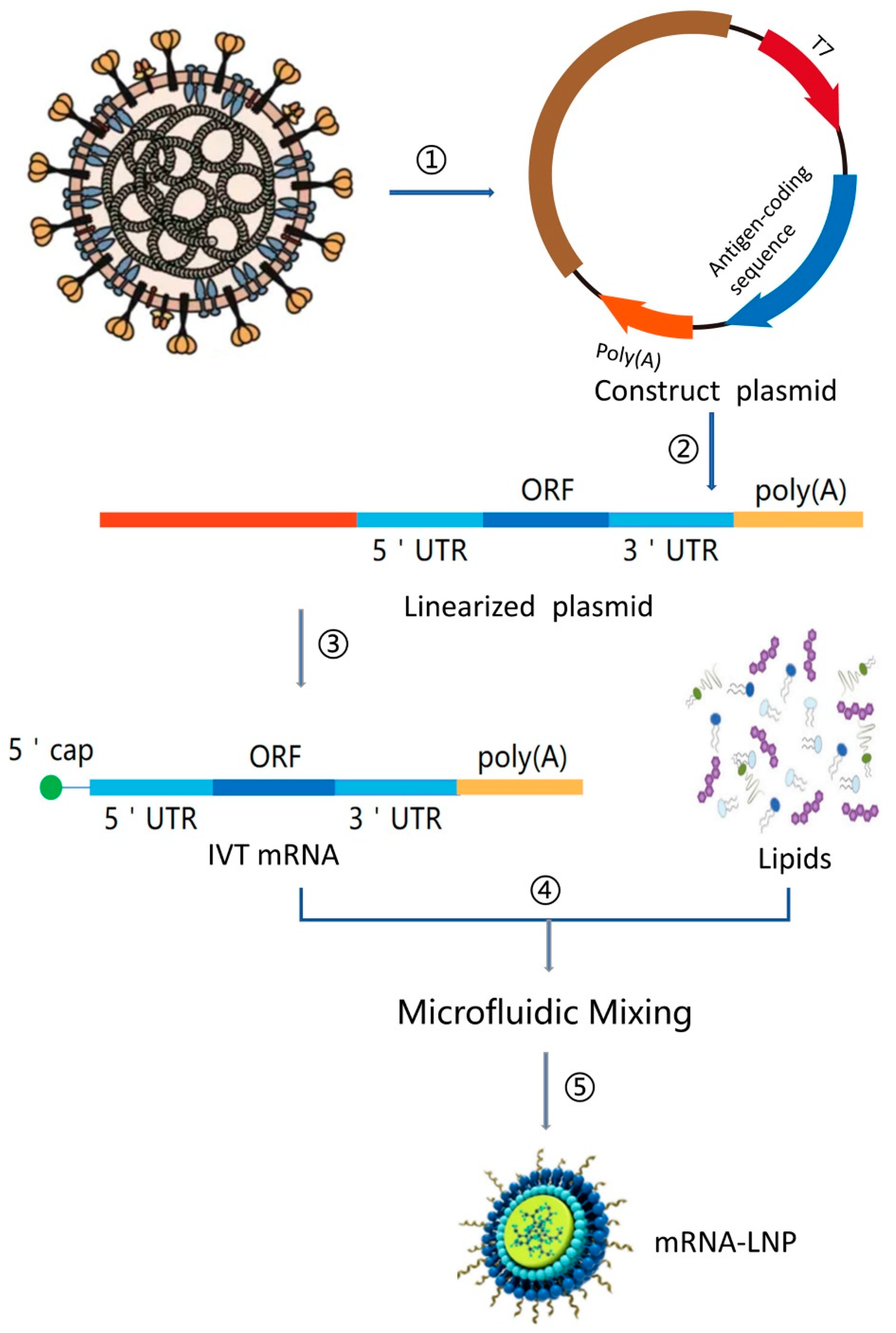 Pathogens 13 00500 g007