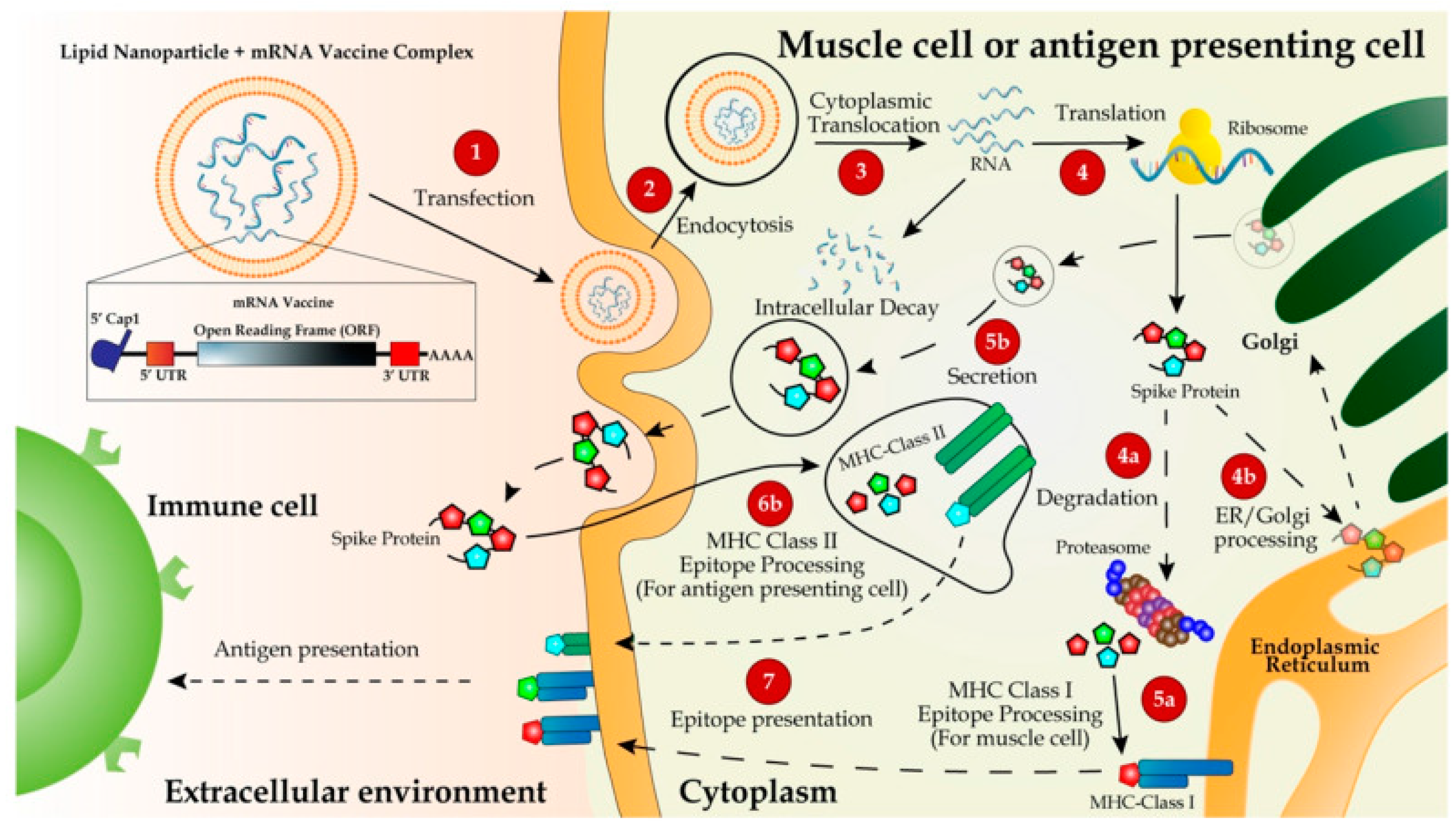Pathogens 13 00500 g009