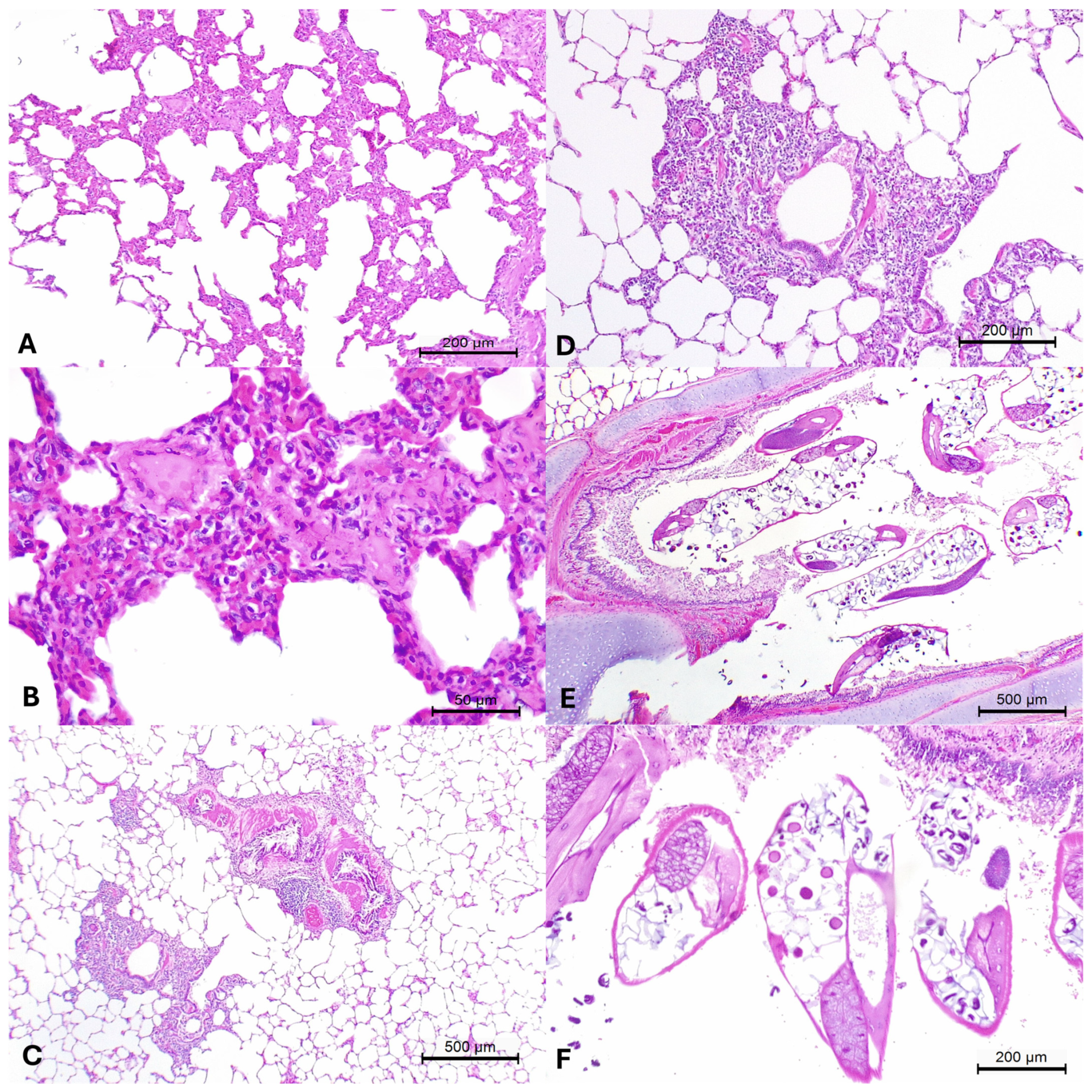 Pathogens 13 00515 g001