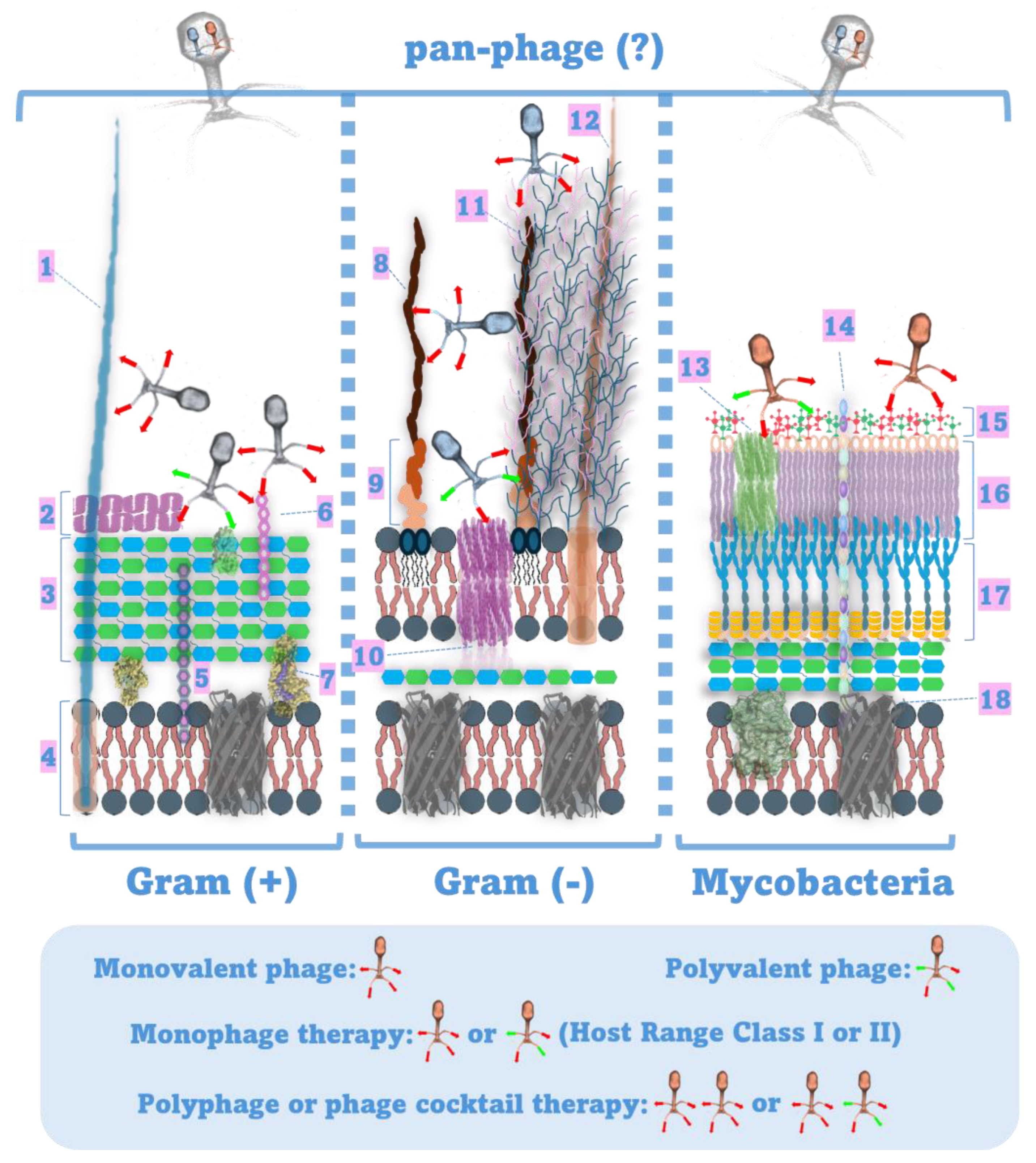 Pathogens 13 00522 g002