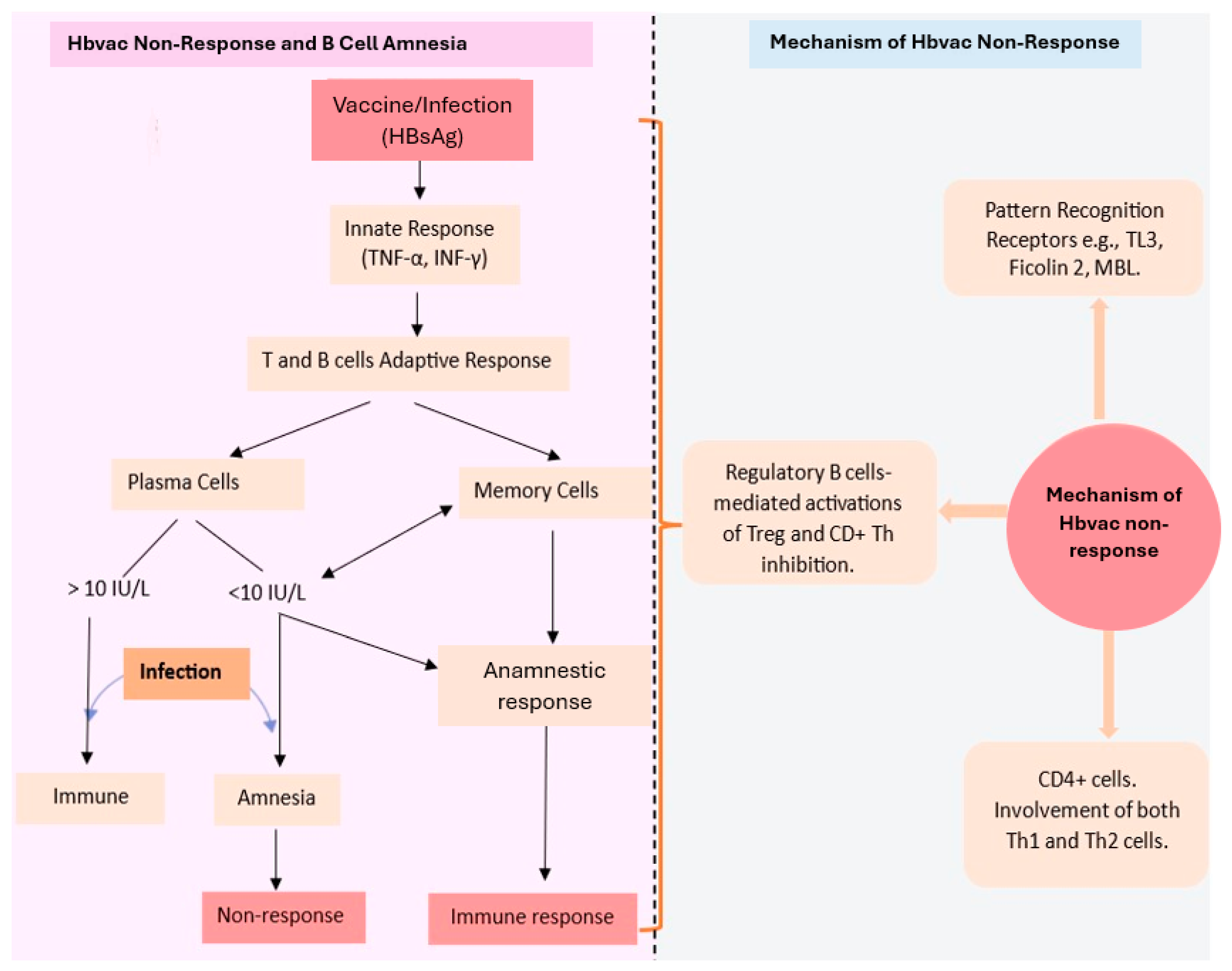 Pathogens Free FullText Overview of Hepatitis B Vaccine Non