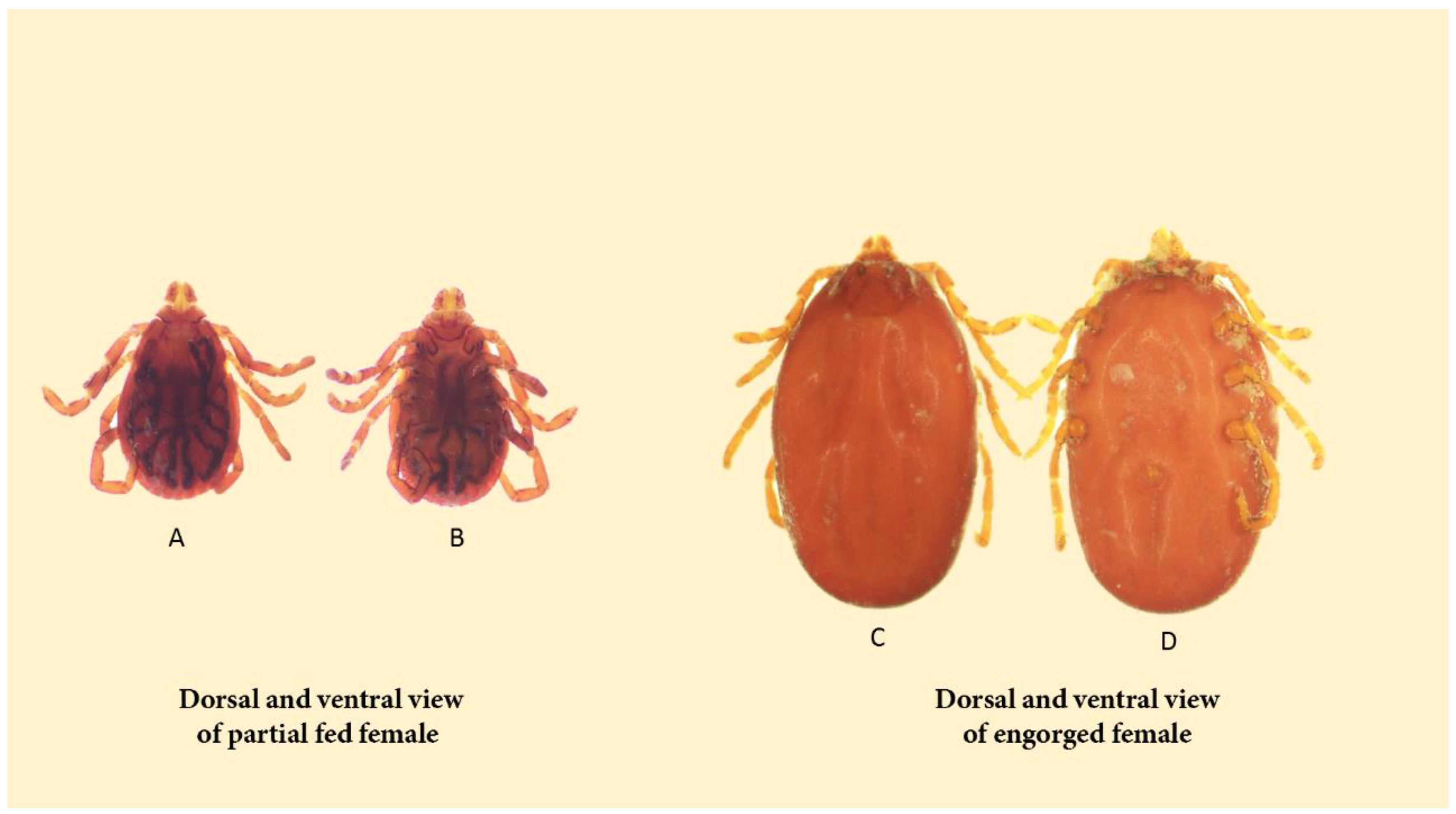 Pathogens 13 00556 g005