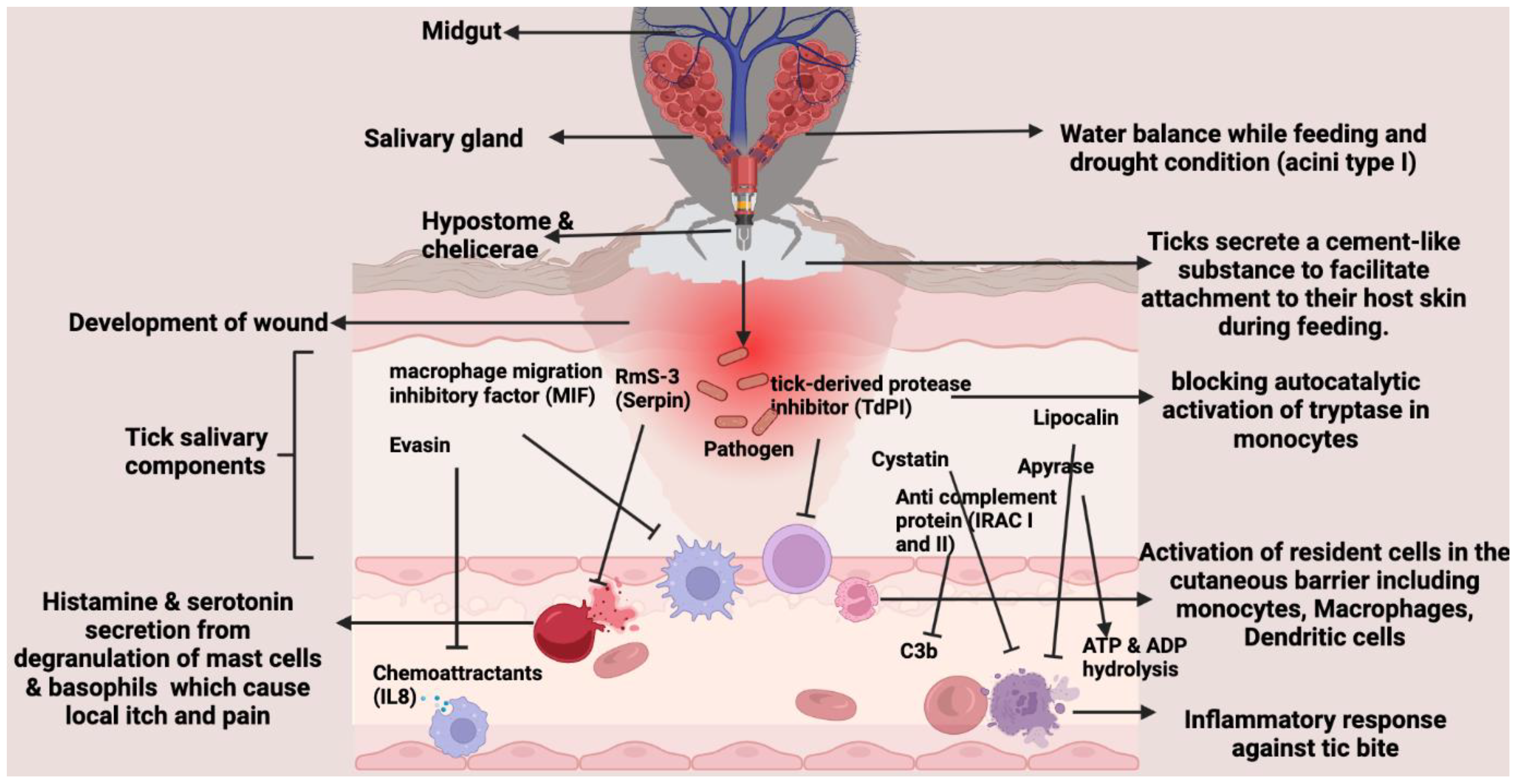 Pathogens 13 00556 g006