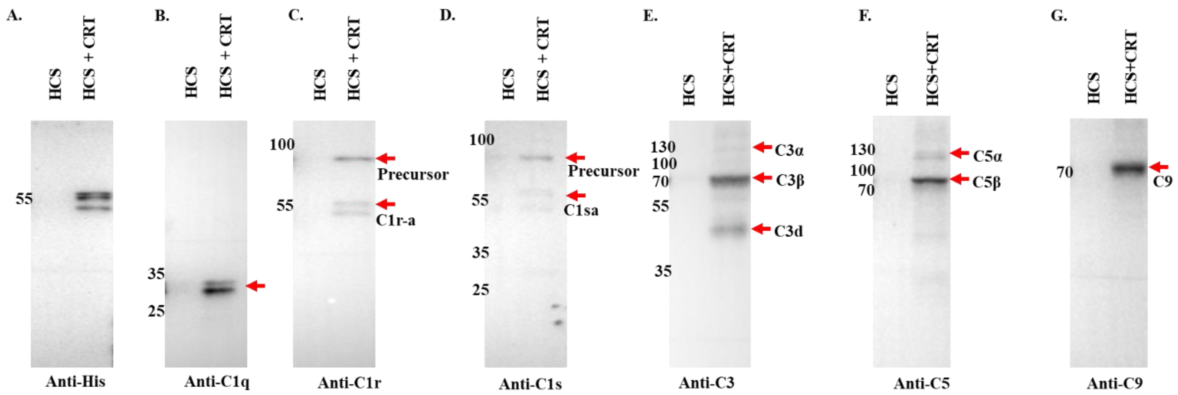 Pathogens 13 00560 g006