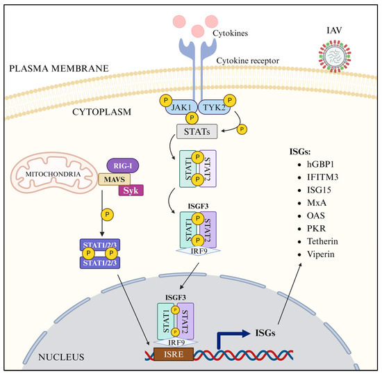 Host Innate Antiviral Response to Influenza A Virus Infection