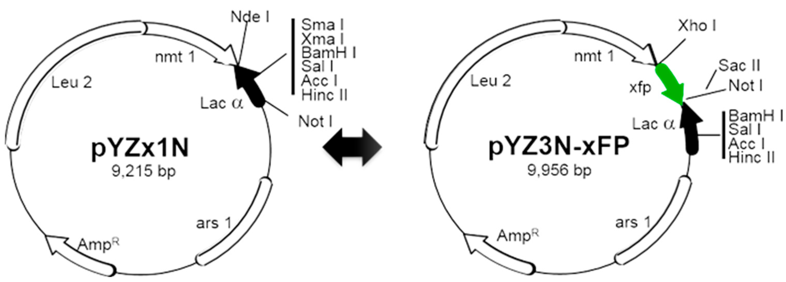 Pathogens 13 00566 g002