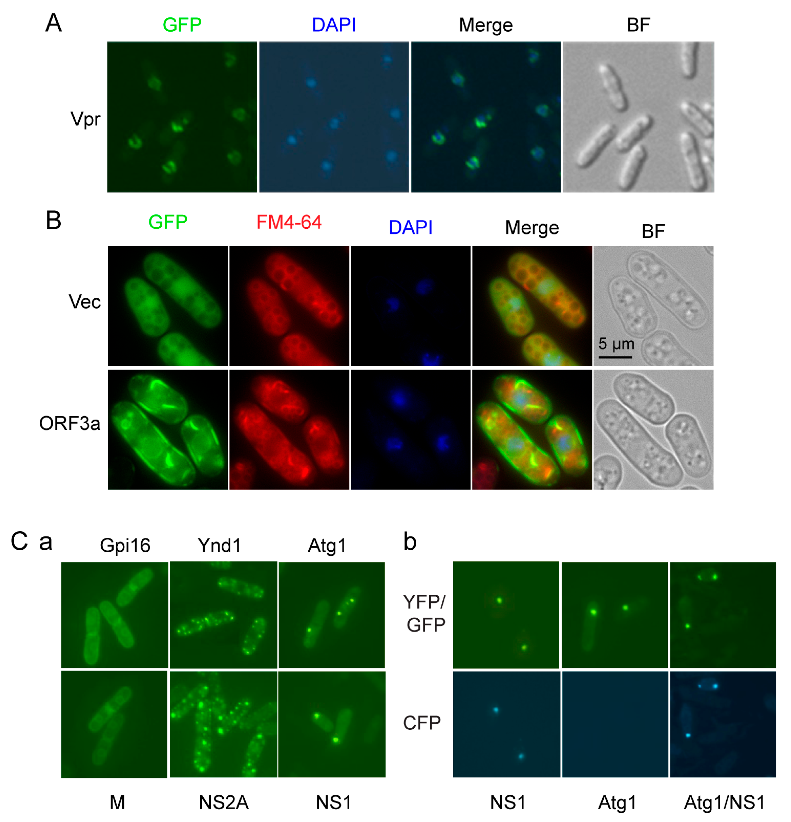Pathogens 13 00566 g003