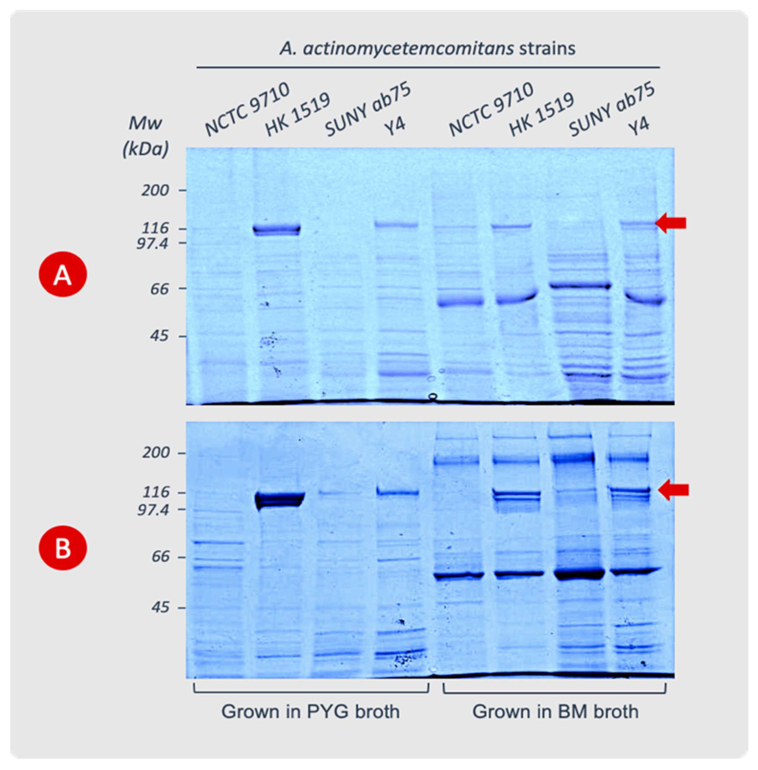 Pathogens 13 00569 g002
