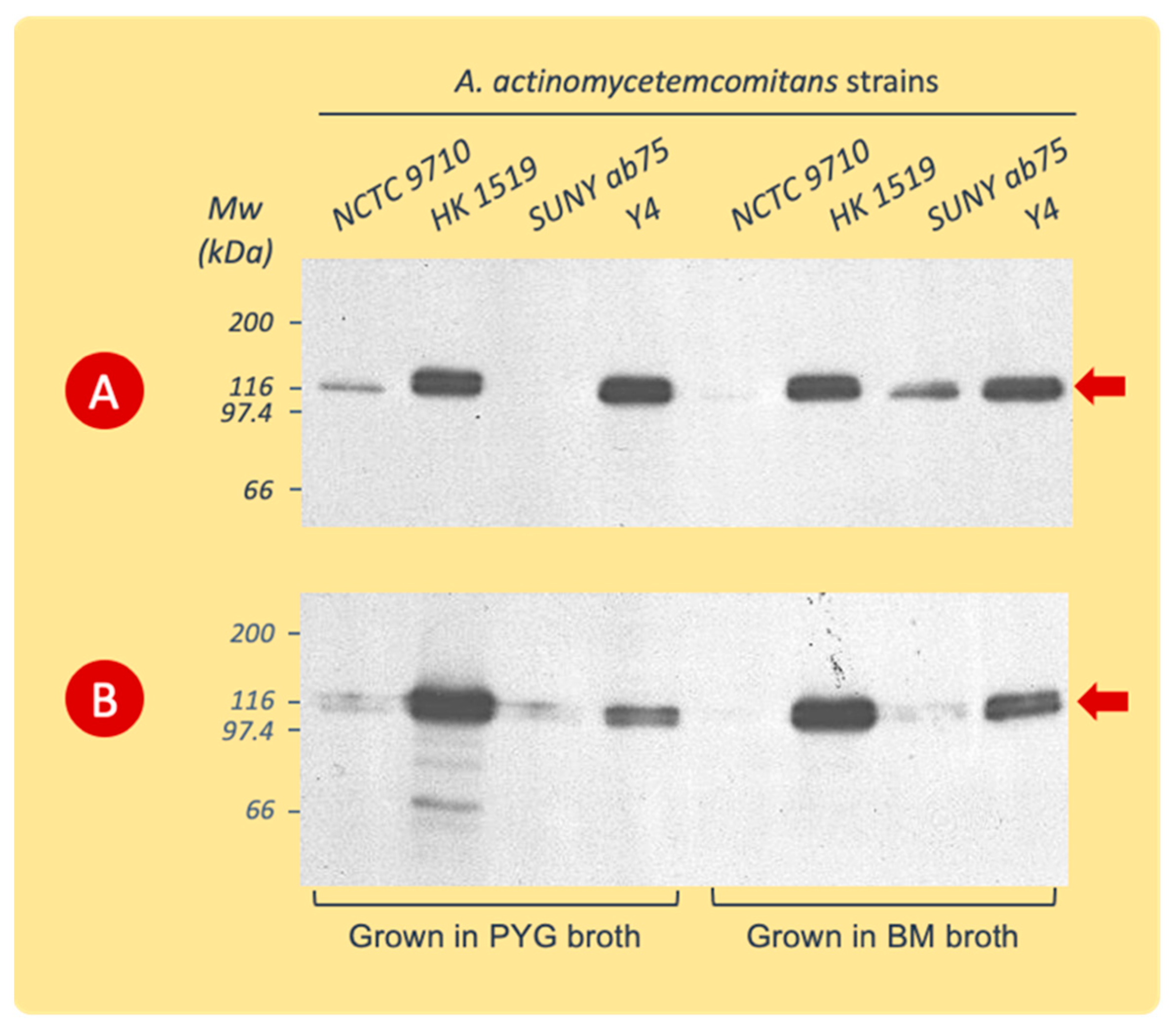 Pathogens 13 00569 g003