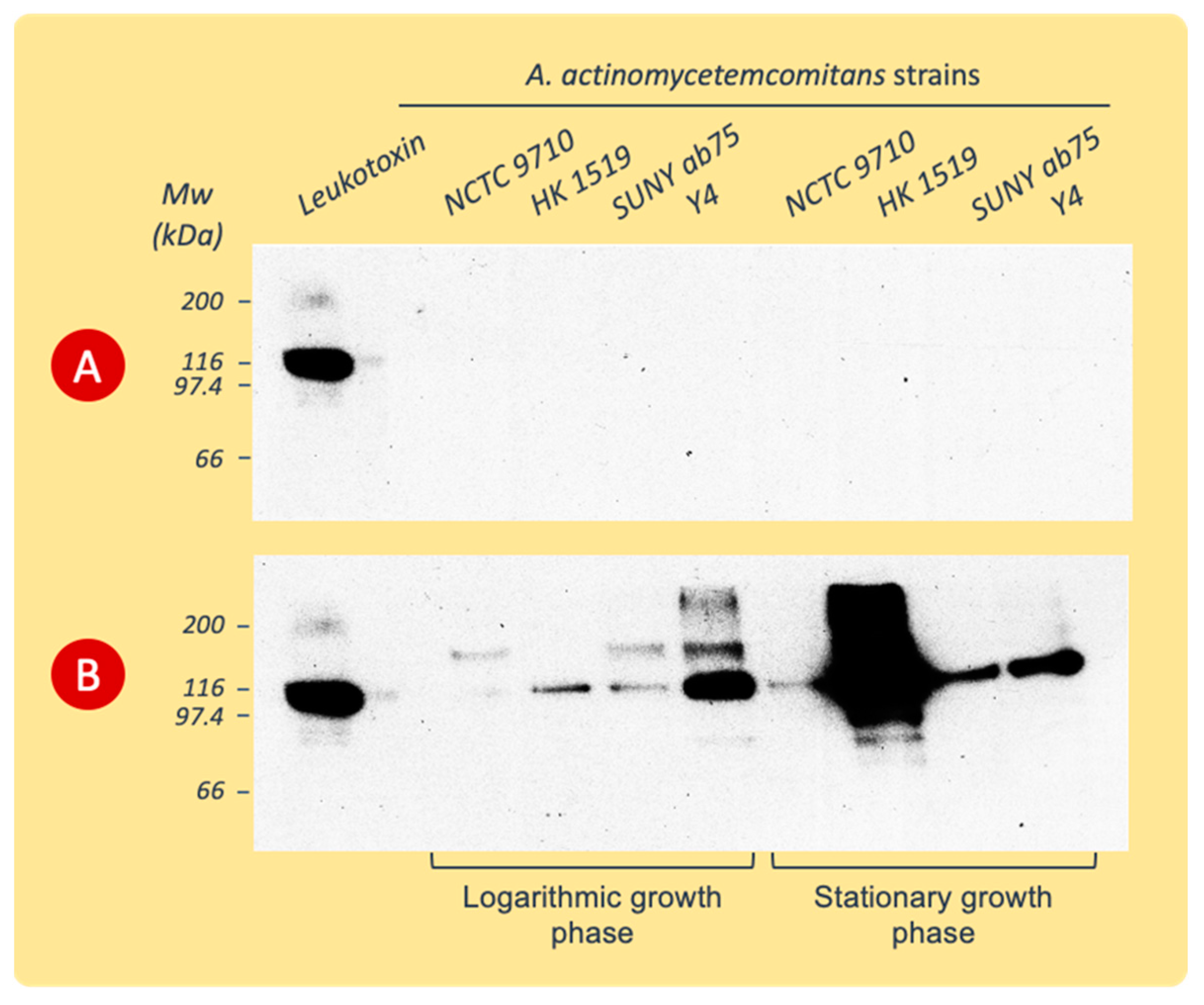 Pathogens 13 00569 g004