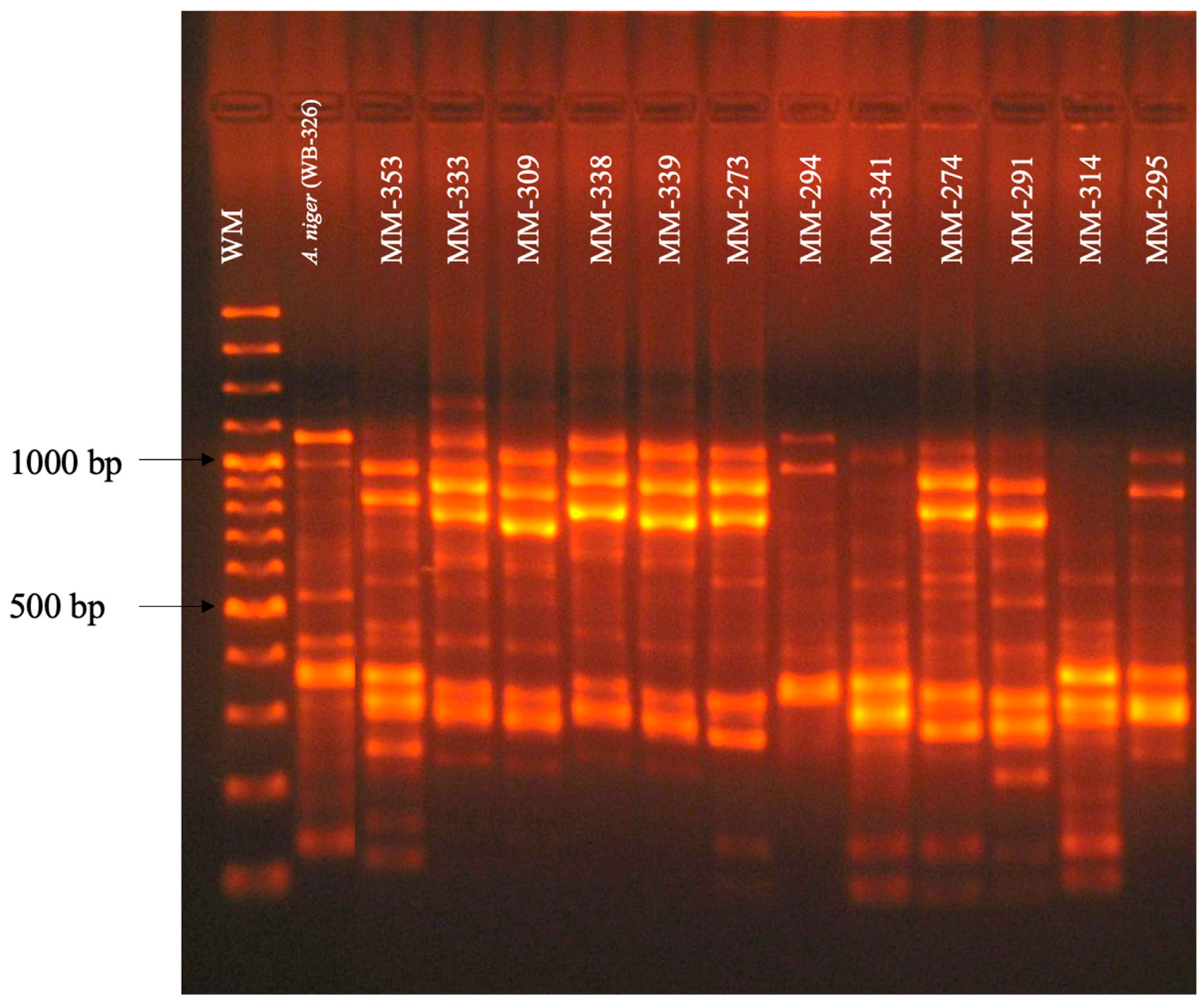 Pathogens 13 00574 g003 Pathogens 13 00574 g003