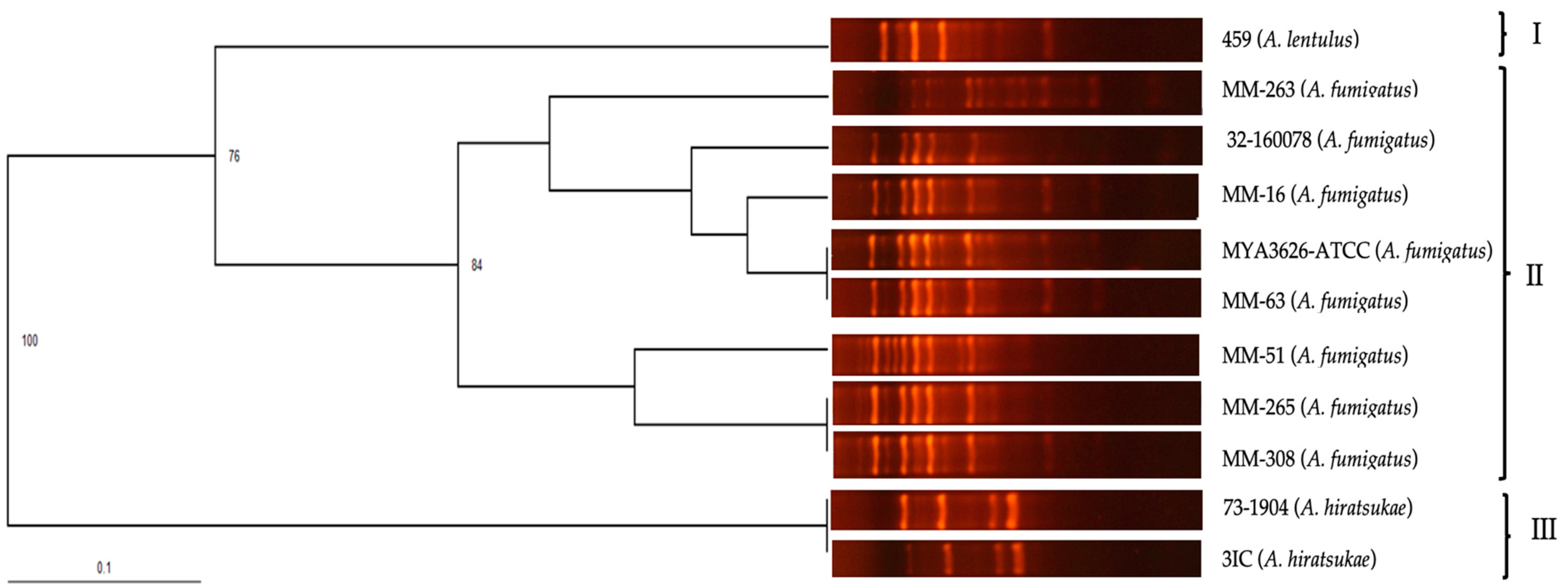 Pathogens 13 00574 g004 Pathogens 13 00574 g004