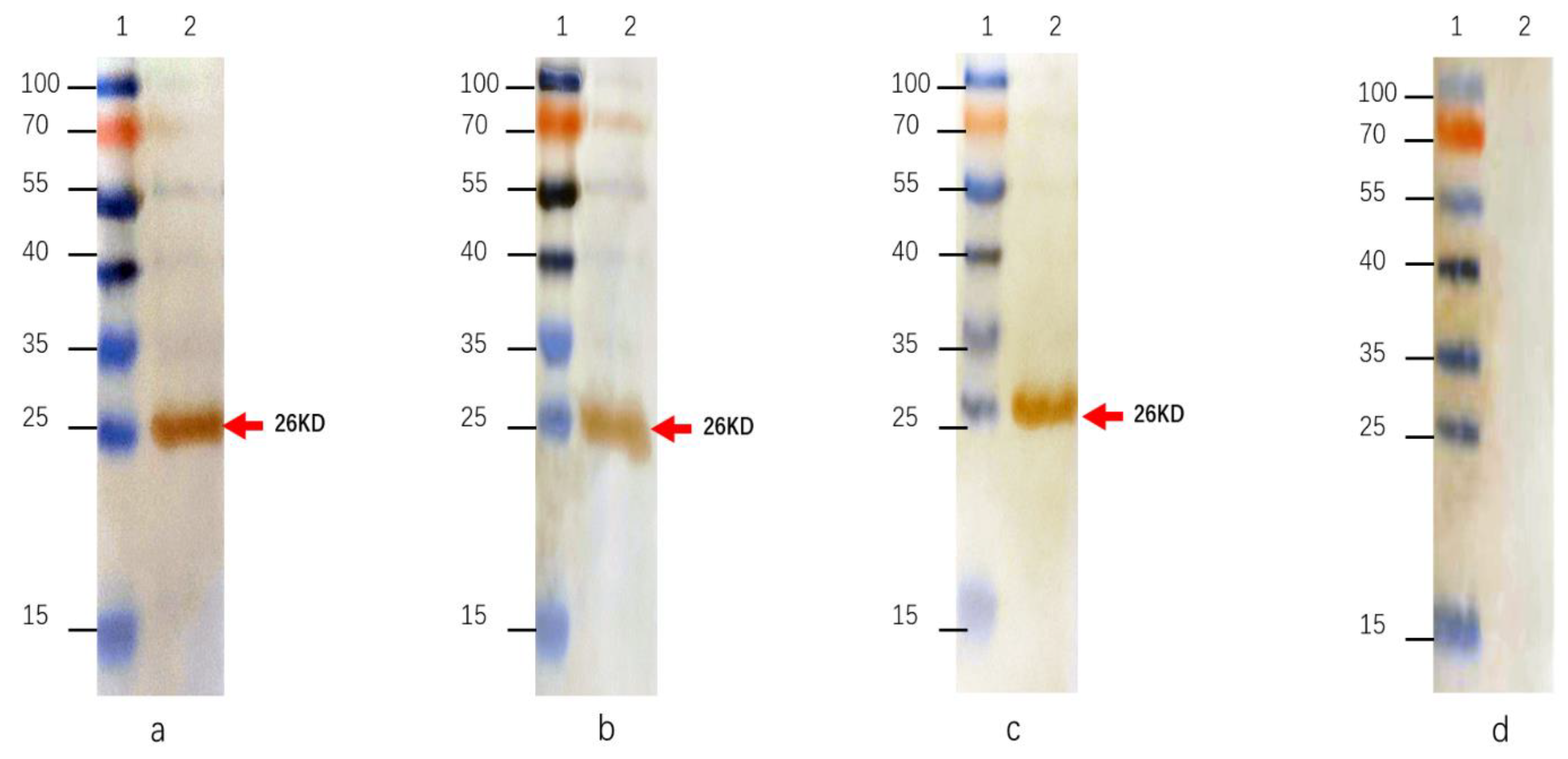 Pathogens 13 00582 g003 Pathogens 13 00582 g003