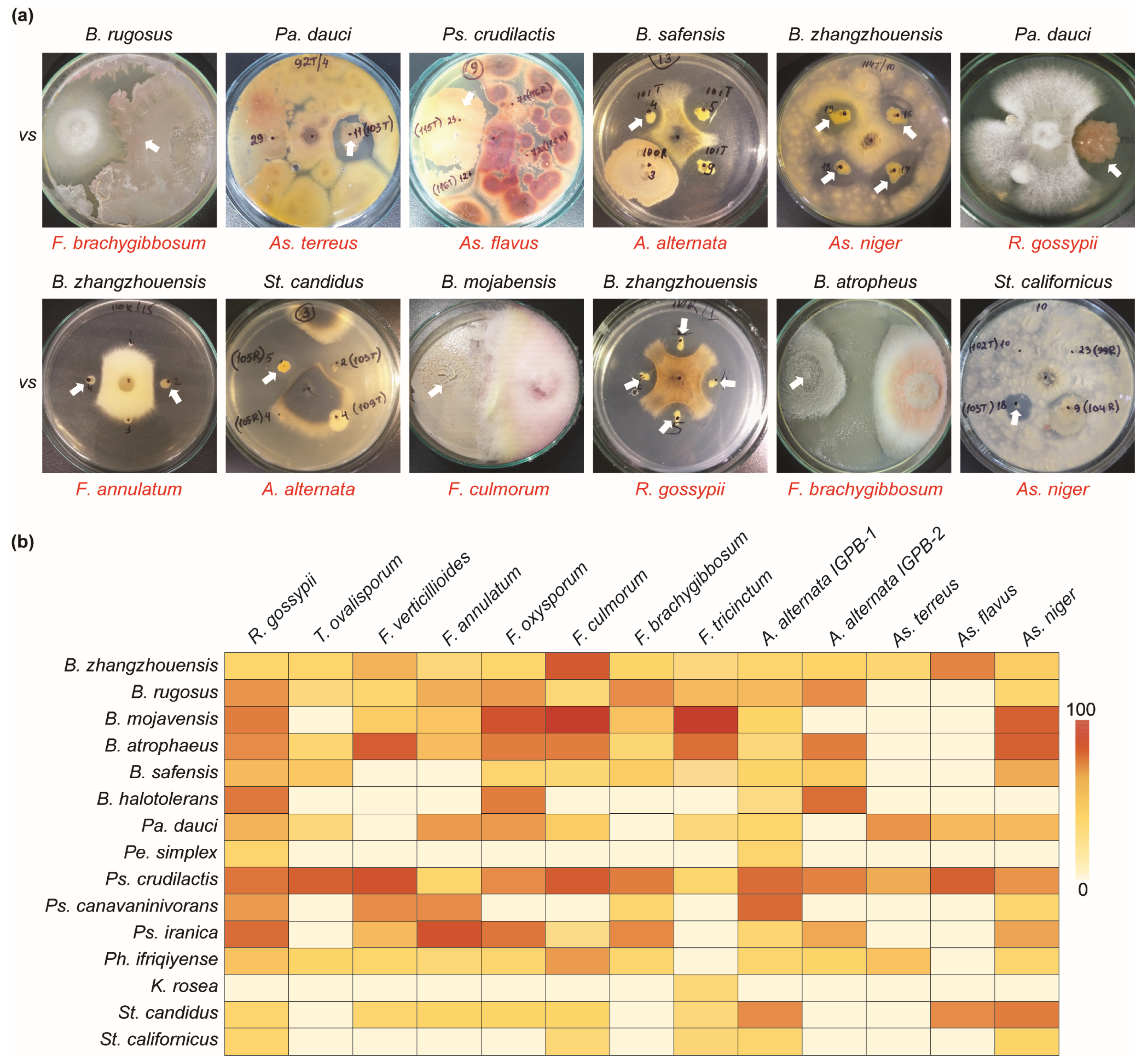 Pathogens 13 00585 g004 Pathogens 13 00585 g004