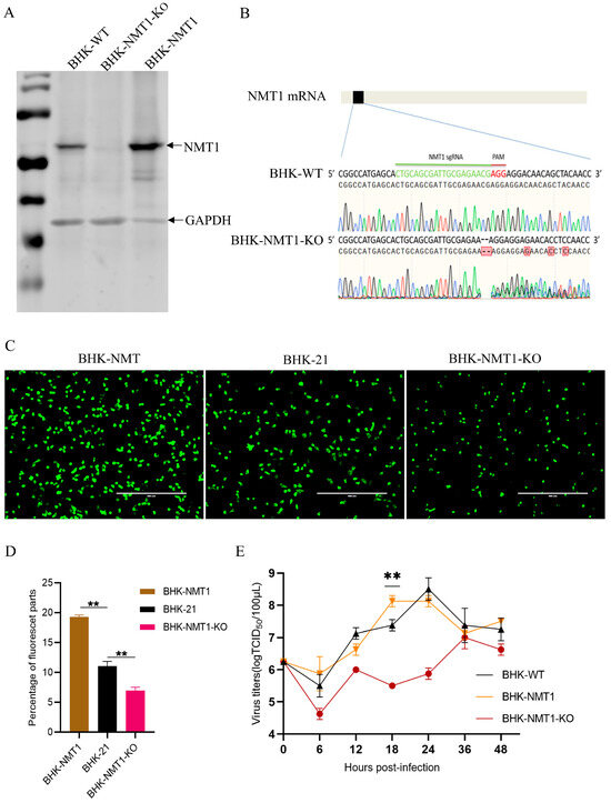 VP0 Myristoylation Is Essential for Senecavirus A Replication