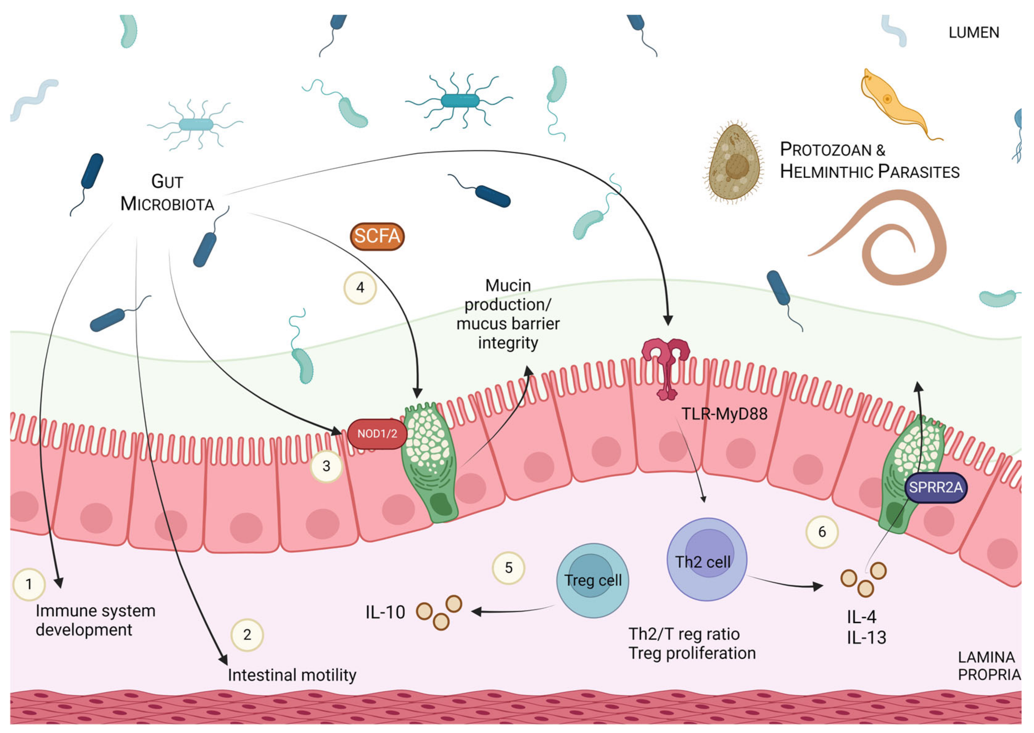 Pathogens 13 00608 g003