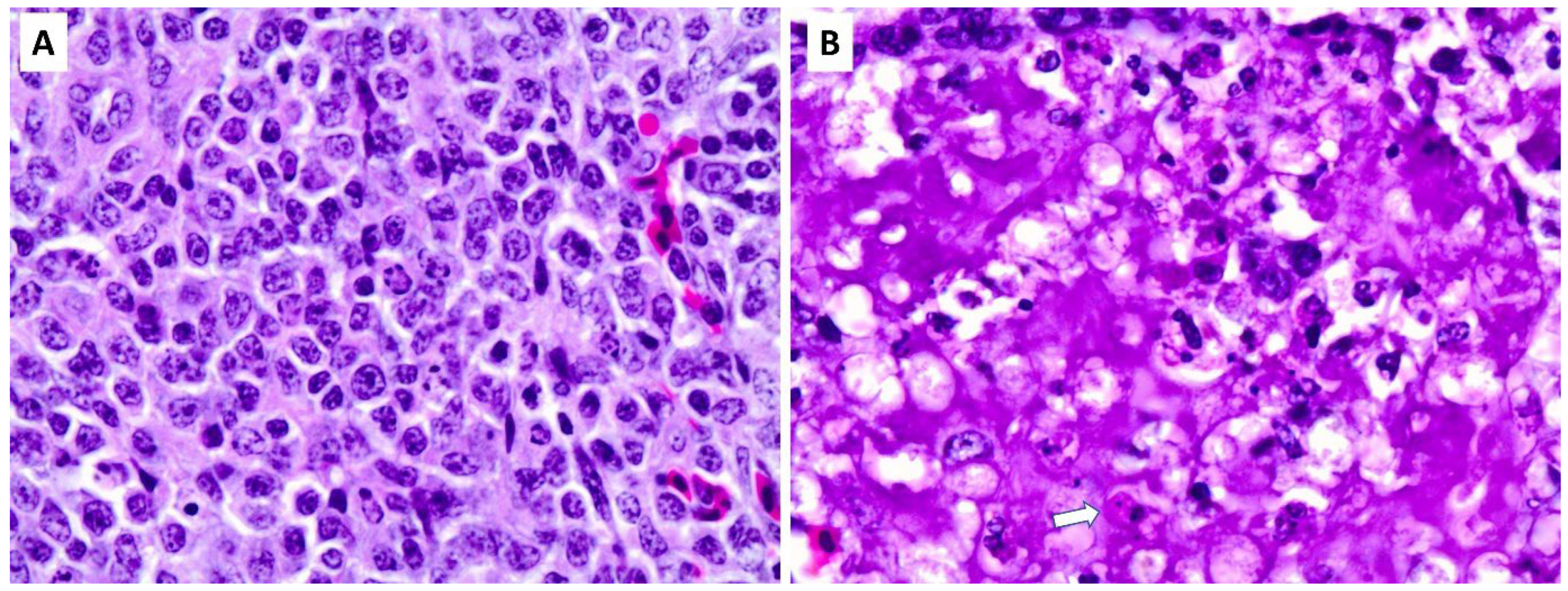 Pathogens 13 00619 g001