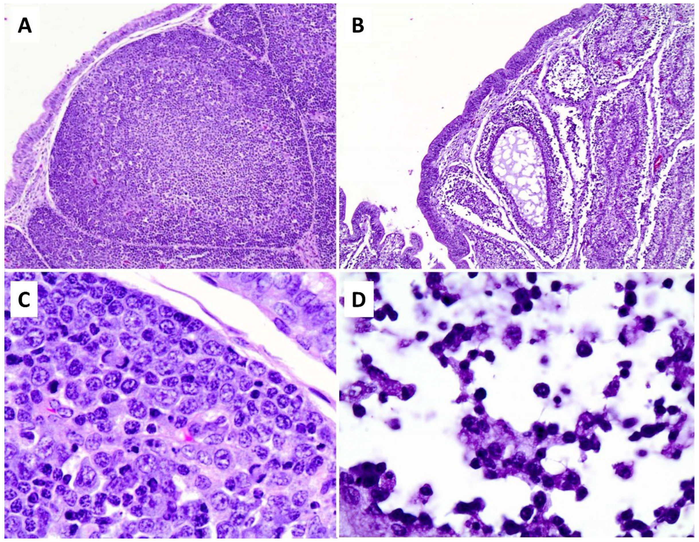 Pathogens 13 00619 g002