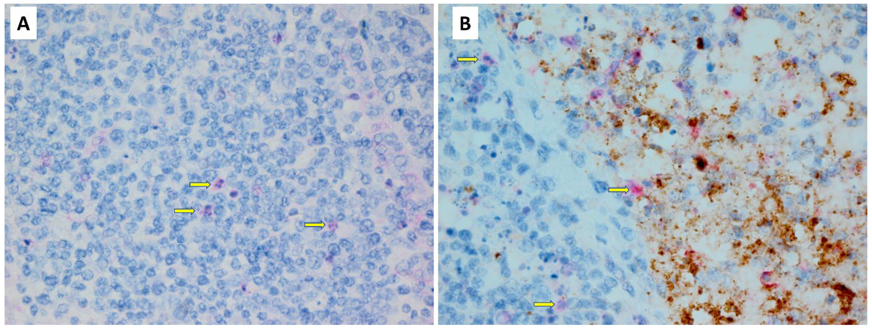 Pathogens 13 00619 g005