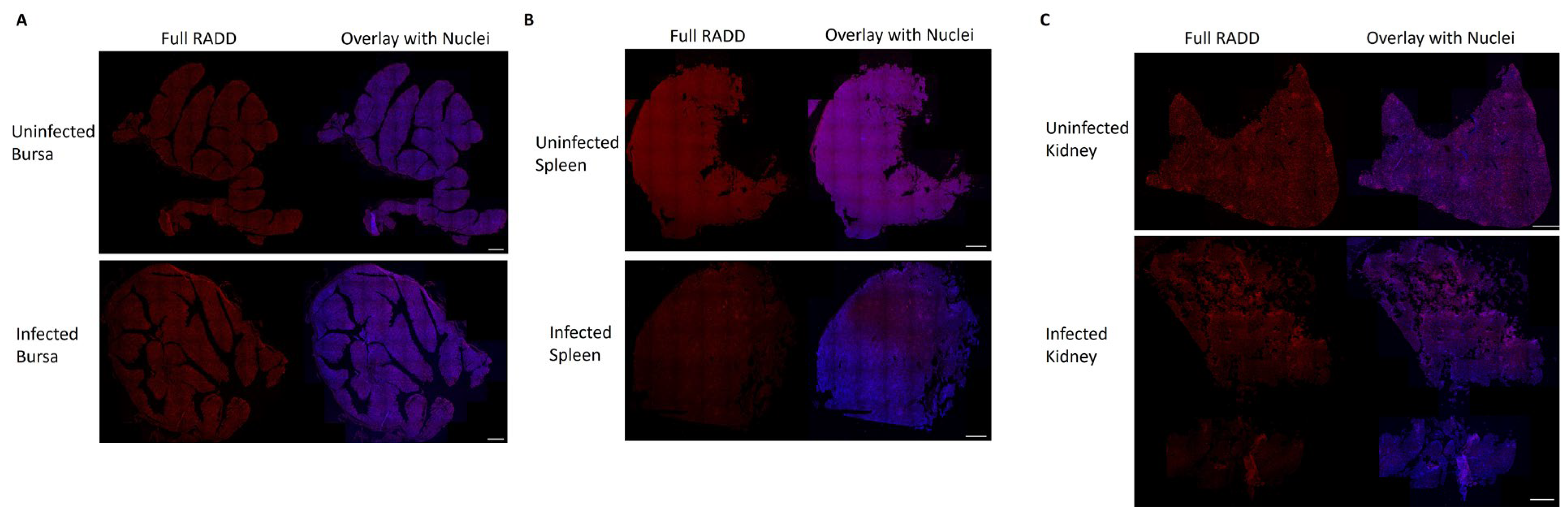 Pathogens 13 00619 g007